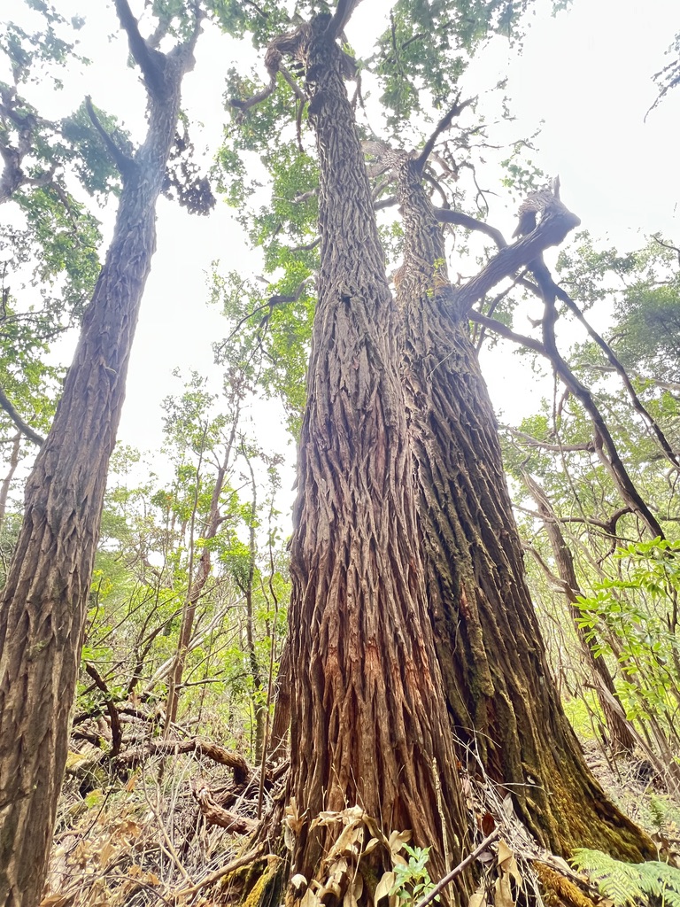 trees in Molokai Forest Reserve