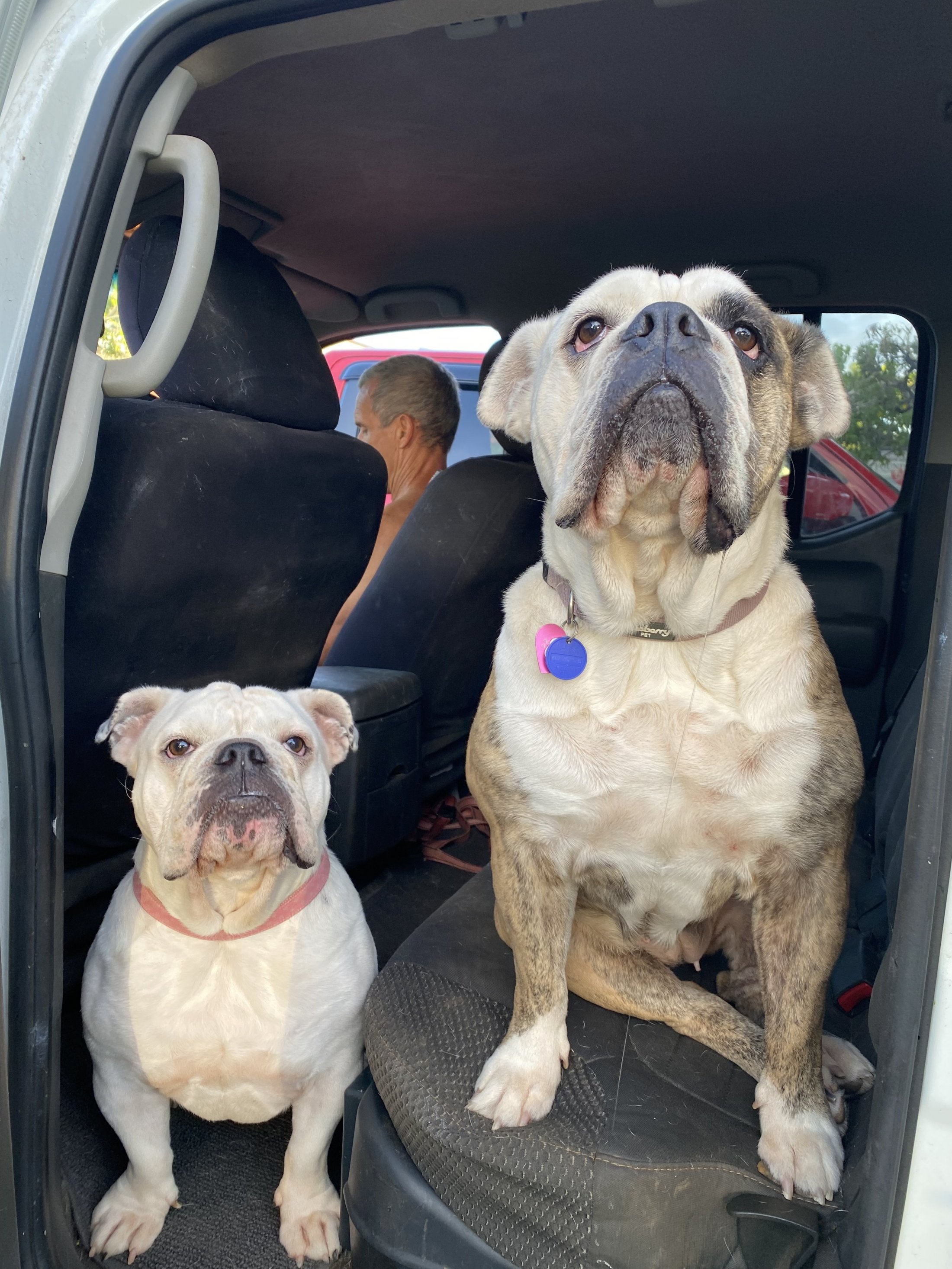 bulldogs in the car