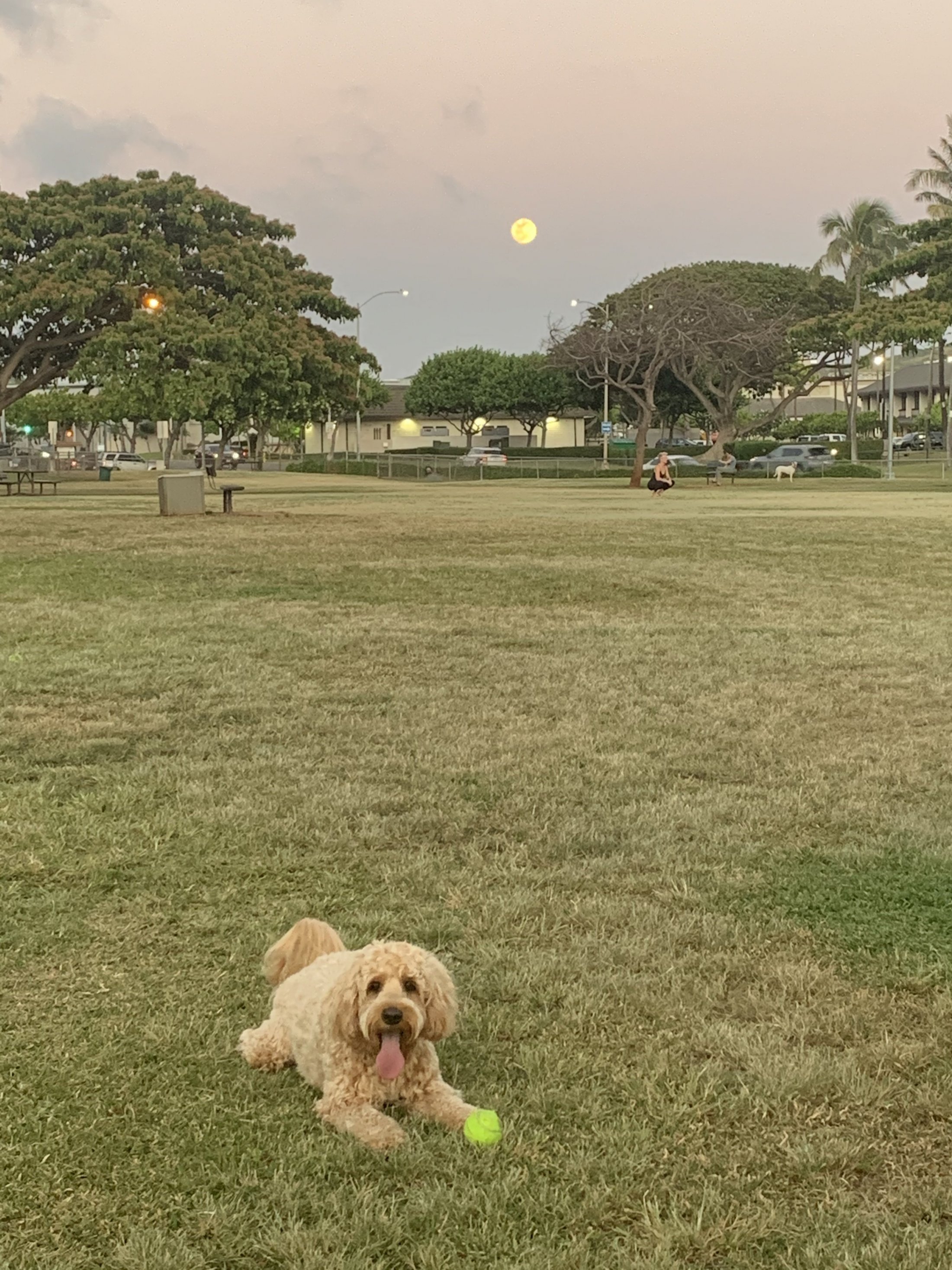 hawaii kai dog park