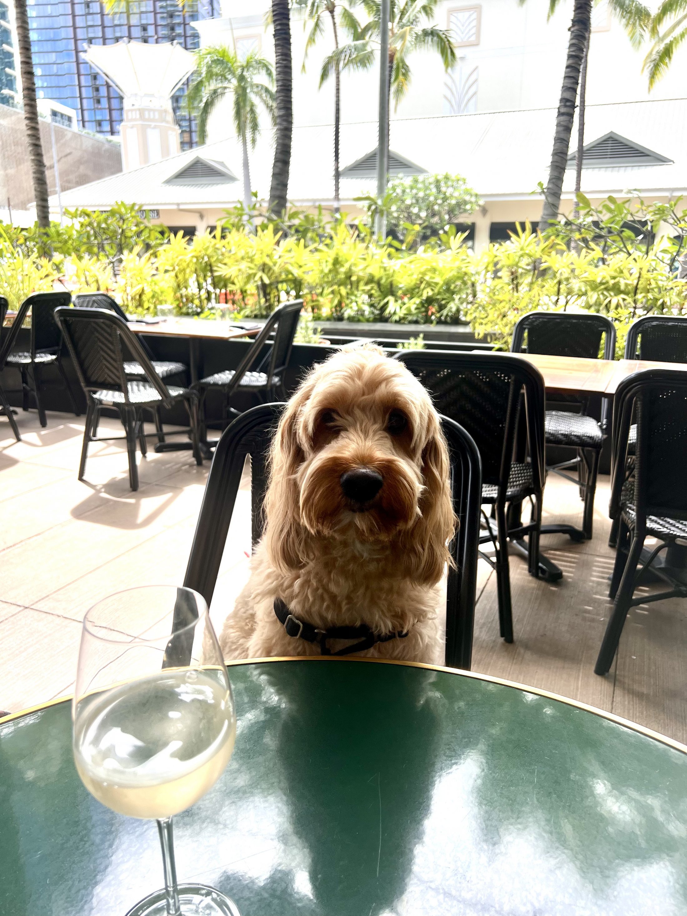 dog at restaurant patio