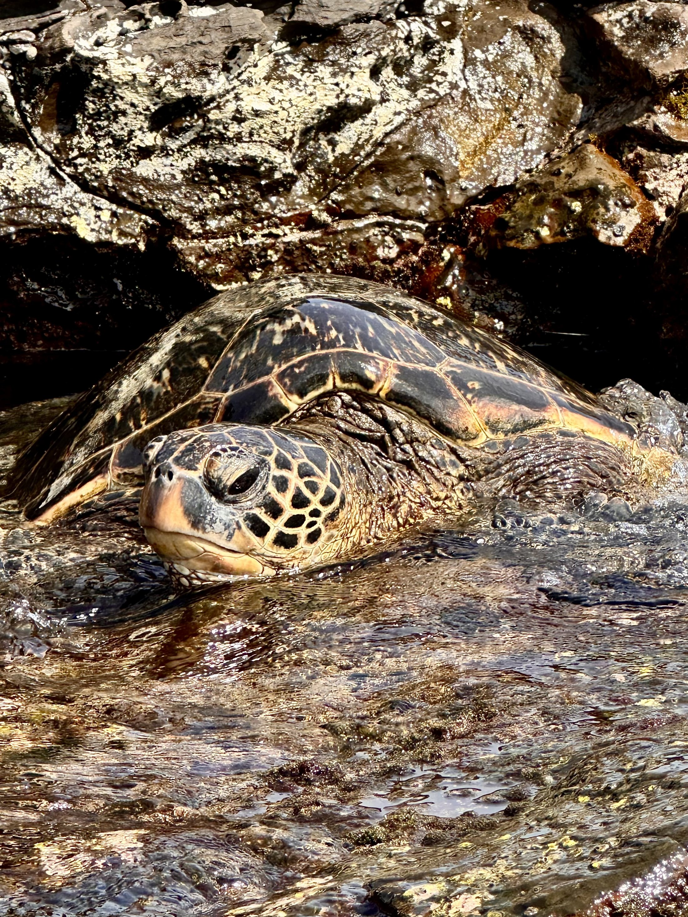 turtle on the beach