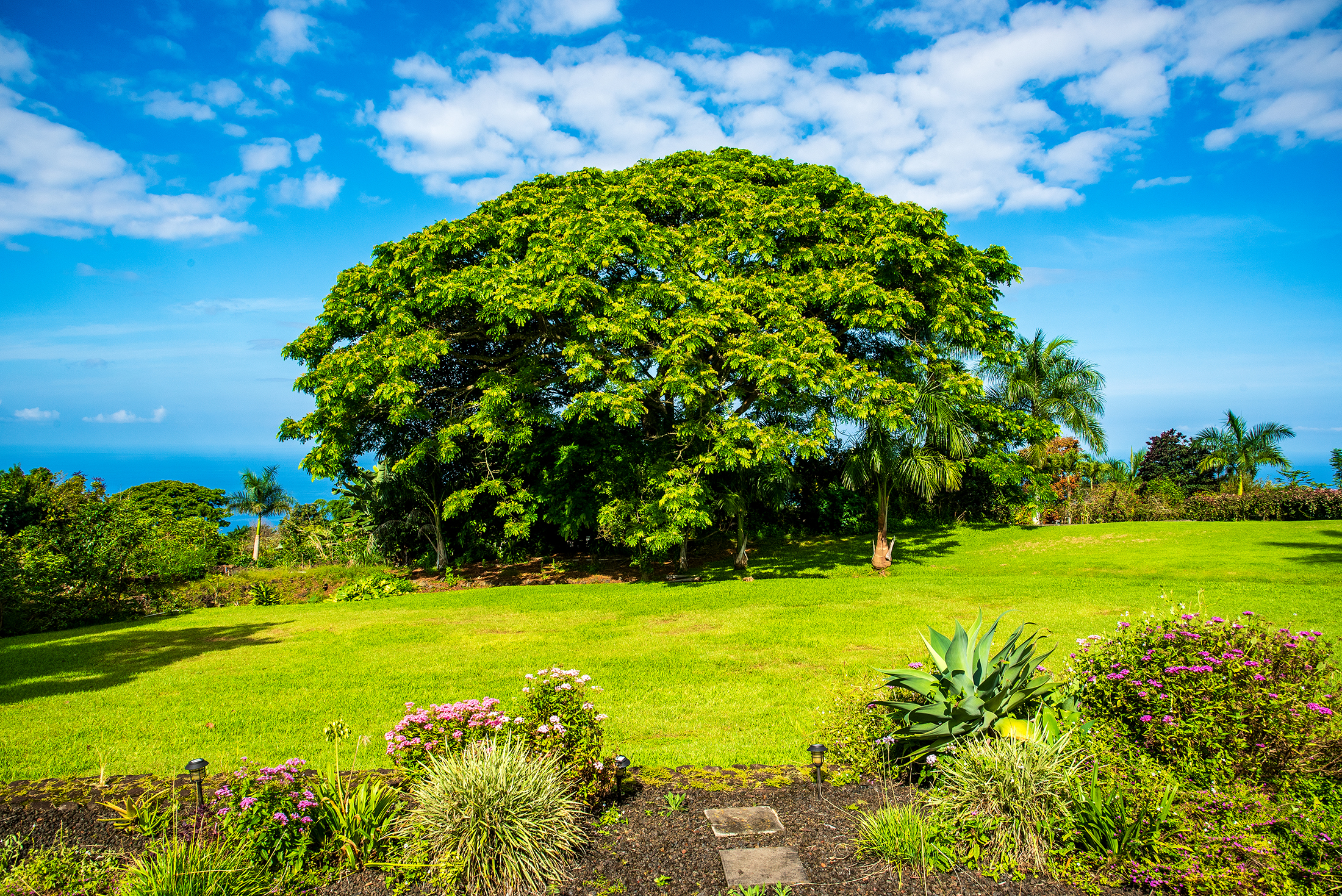 View from Holualoa house lanai: ocean, big tree, beautiful lawn