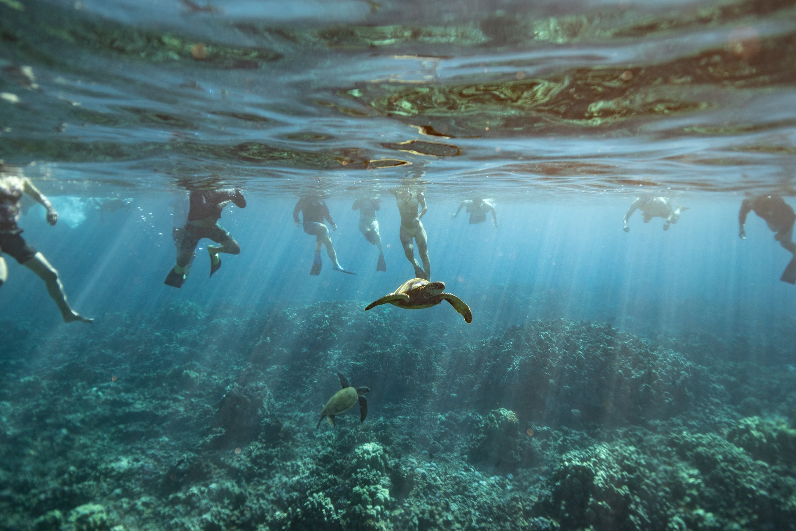 snorkeling in hawaii