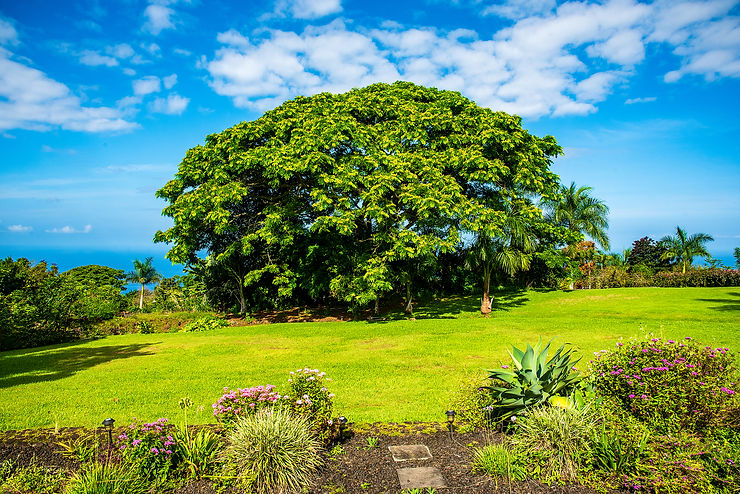Holualoa house backyard with ocean view