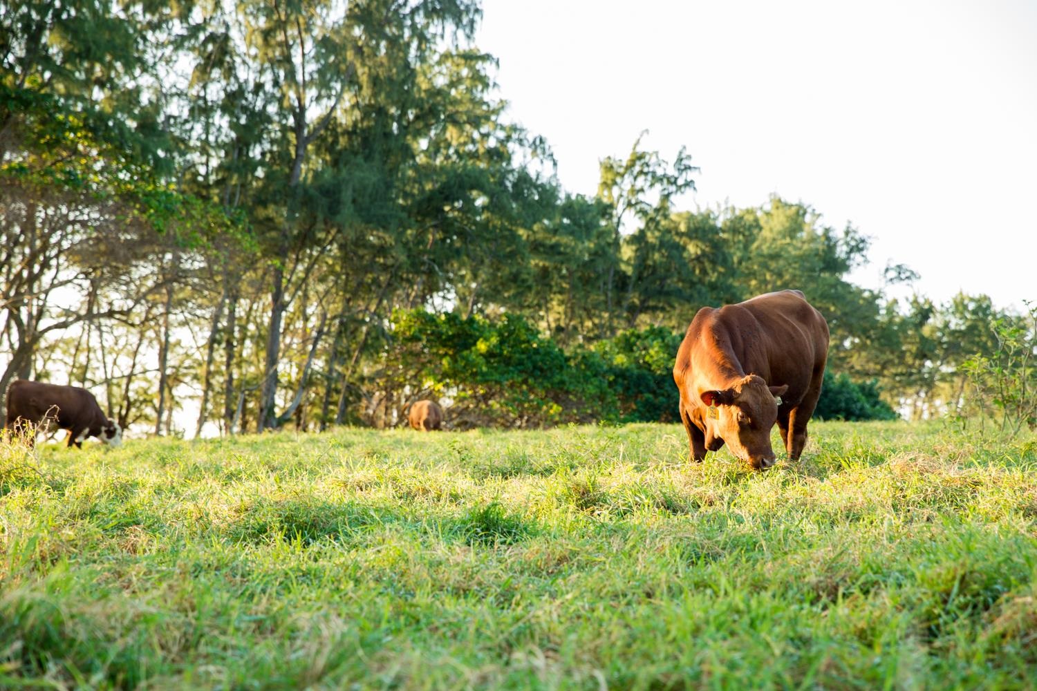 cows grazing on maui land