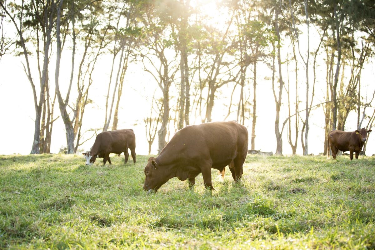 cows grazing on maui land