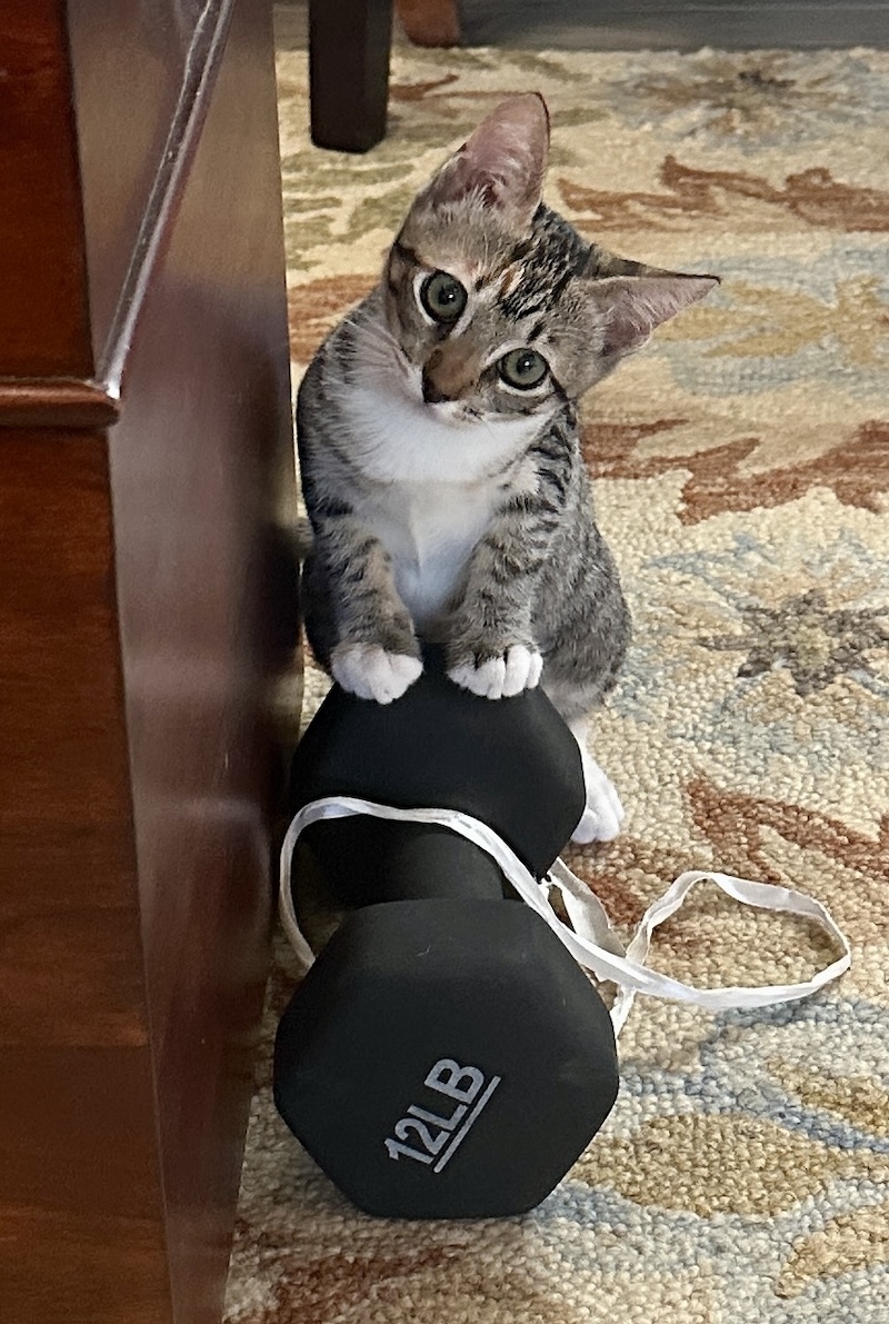 kitten moving to hawaii