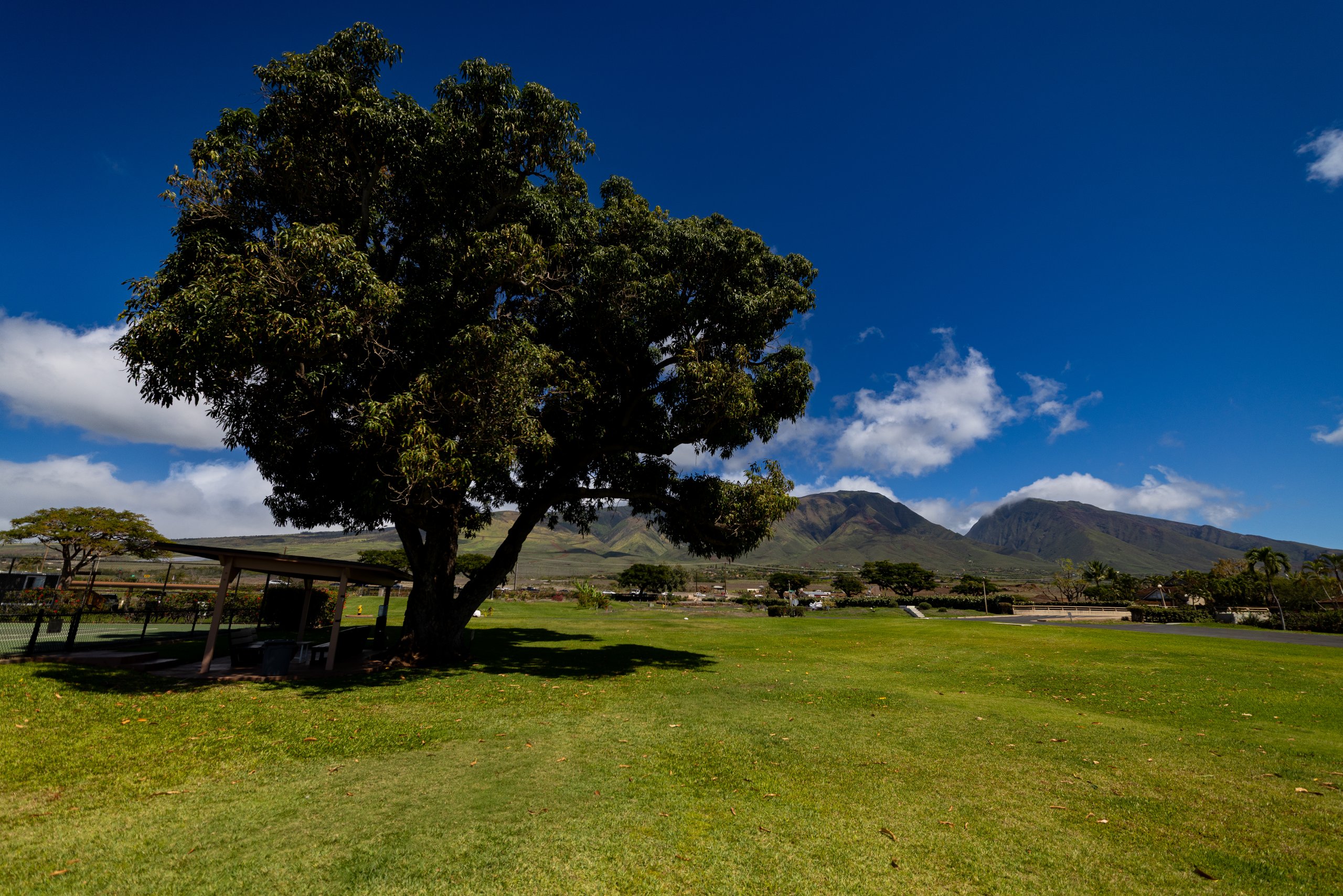 Green Maui park with mountain views