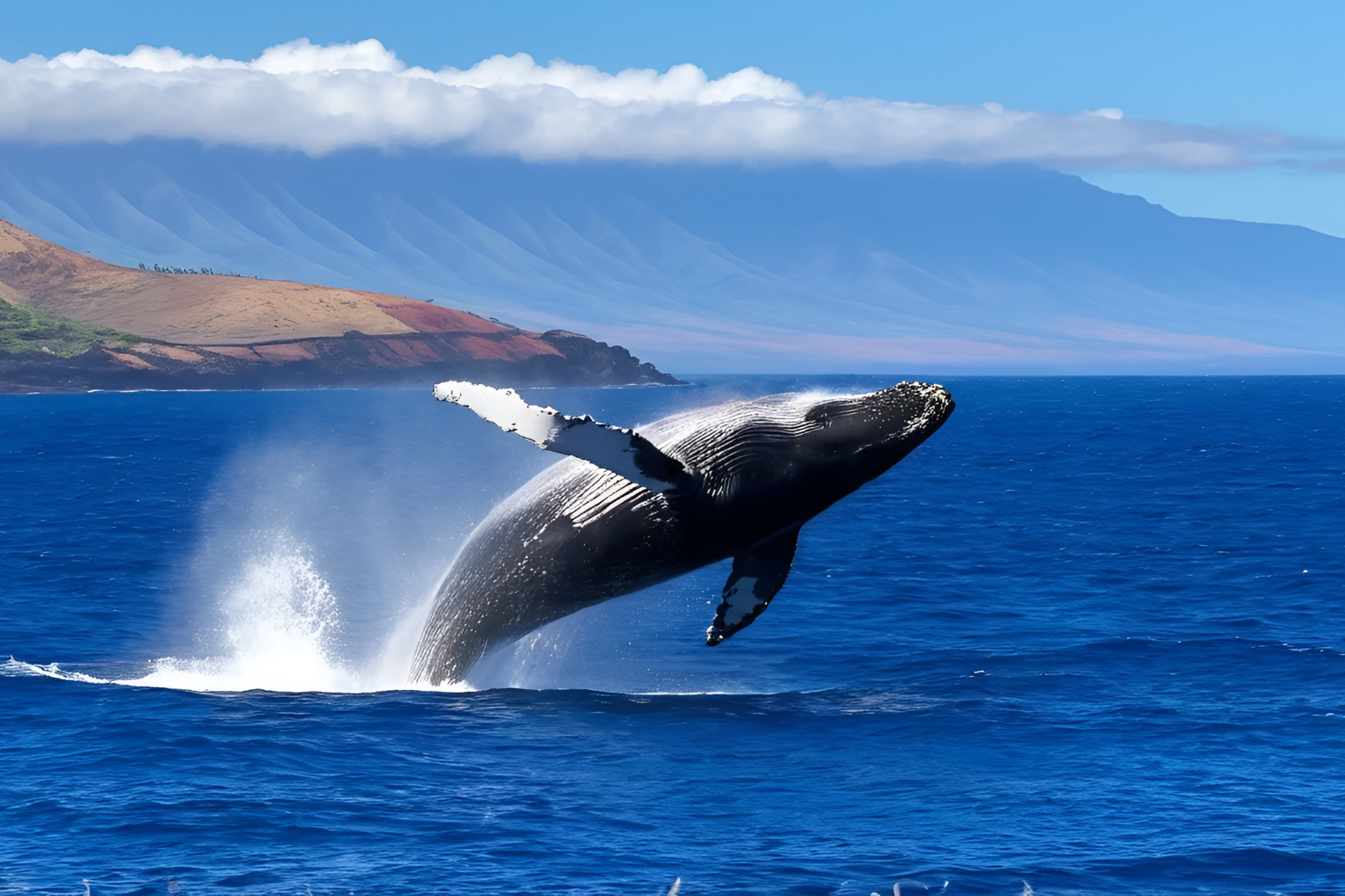 Whale watching on Maui