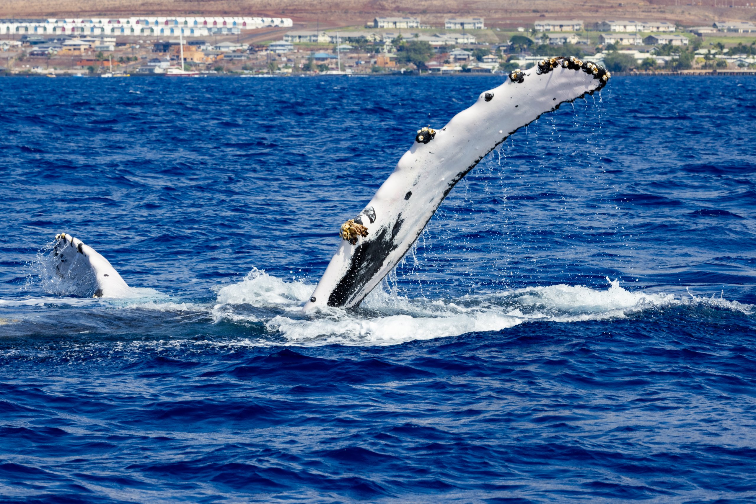 Watching whales from the shores of west maui