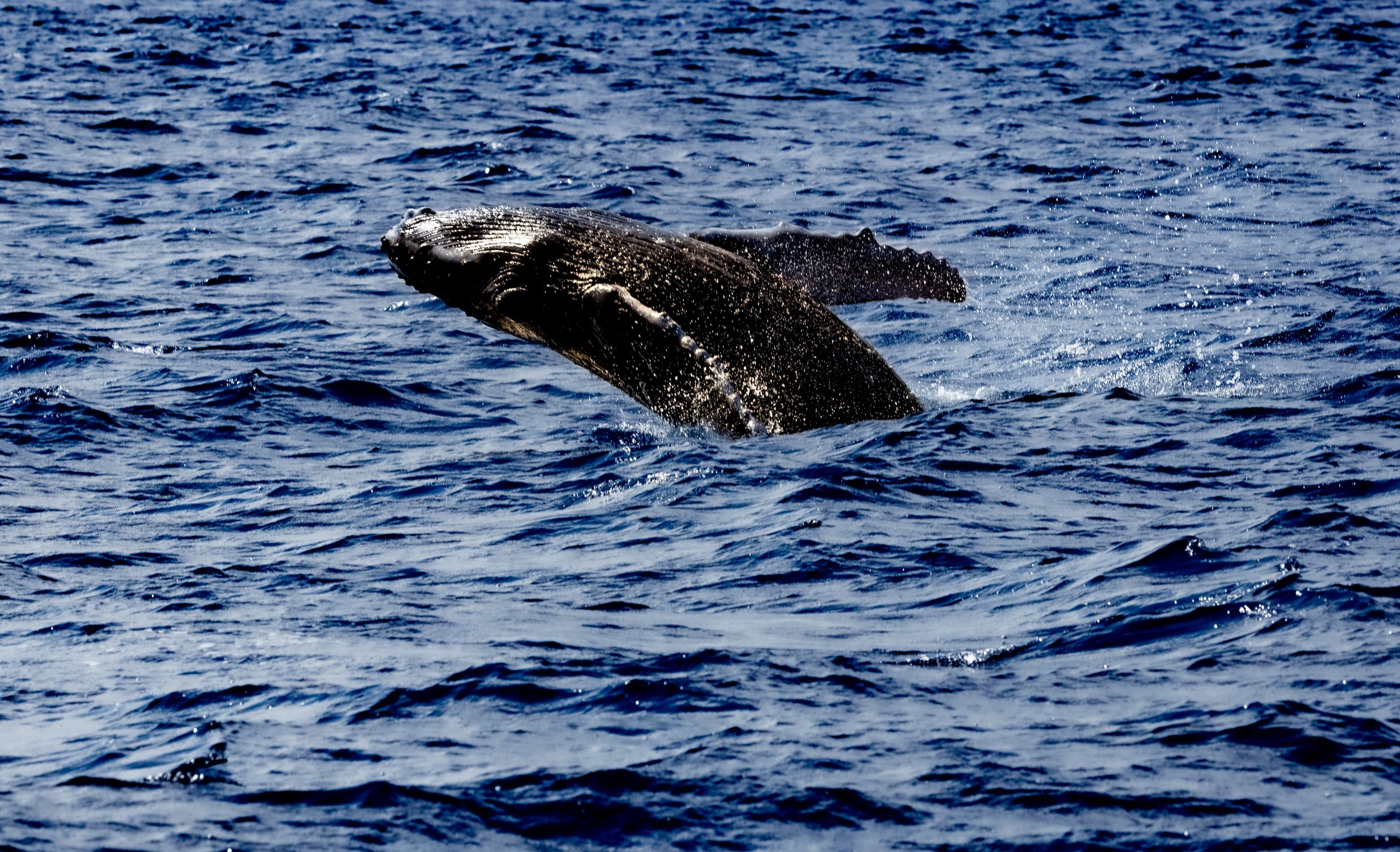 Whale coming out of the ocean
