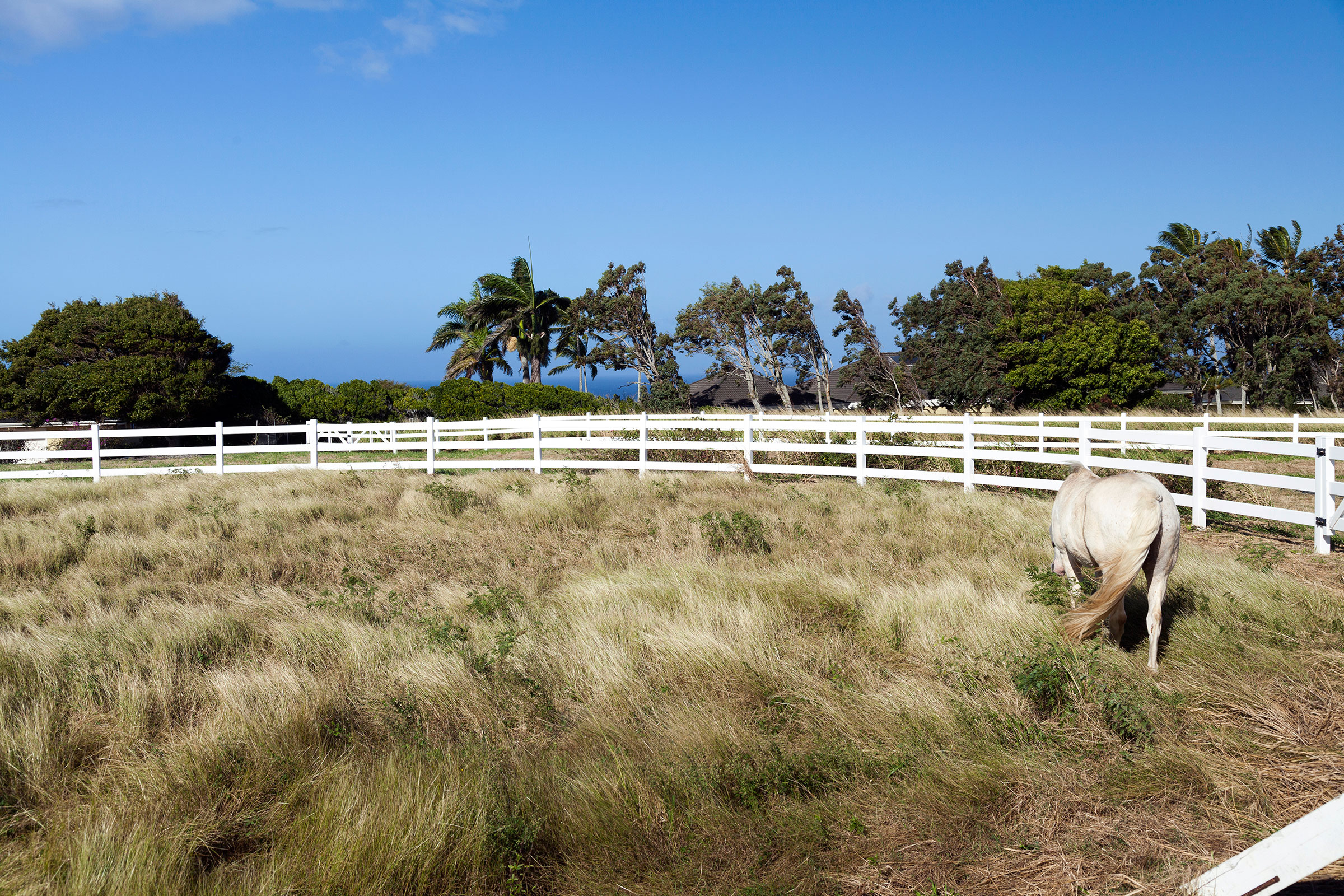 Horse grazing in Puakea Bay Ranch