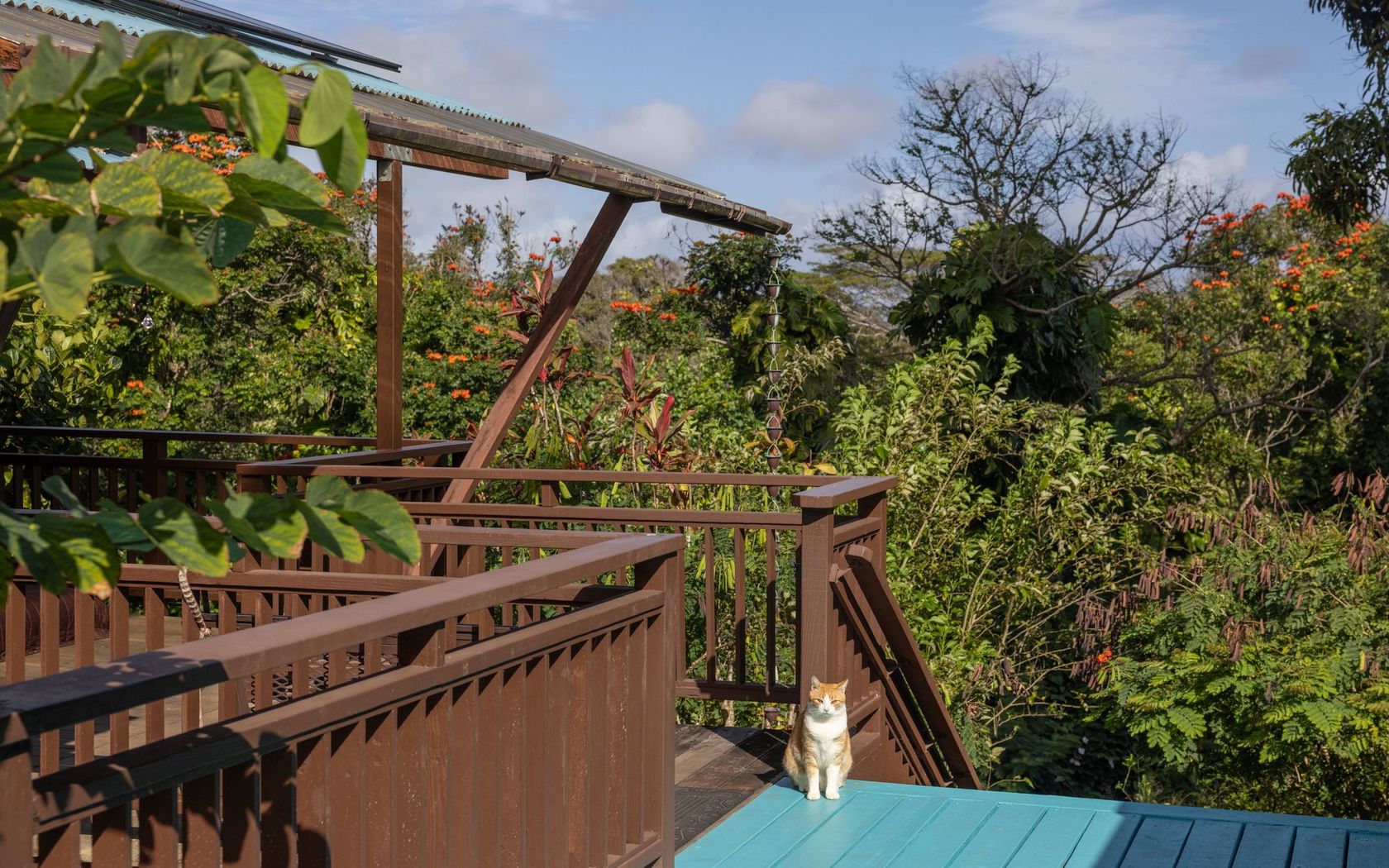 Cat on the deck of home in North Kohala