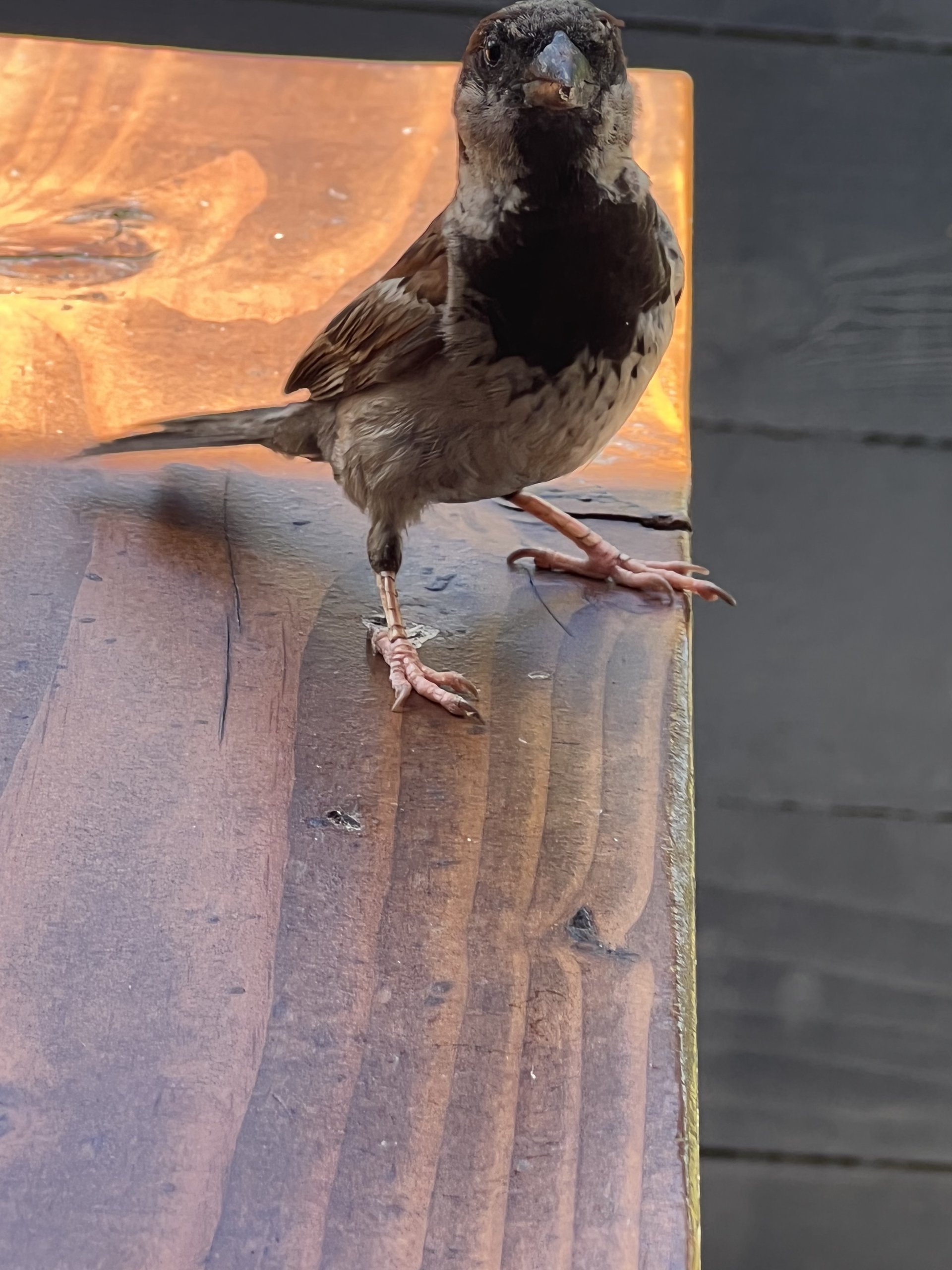 House sparrow