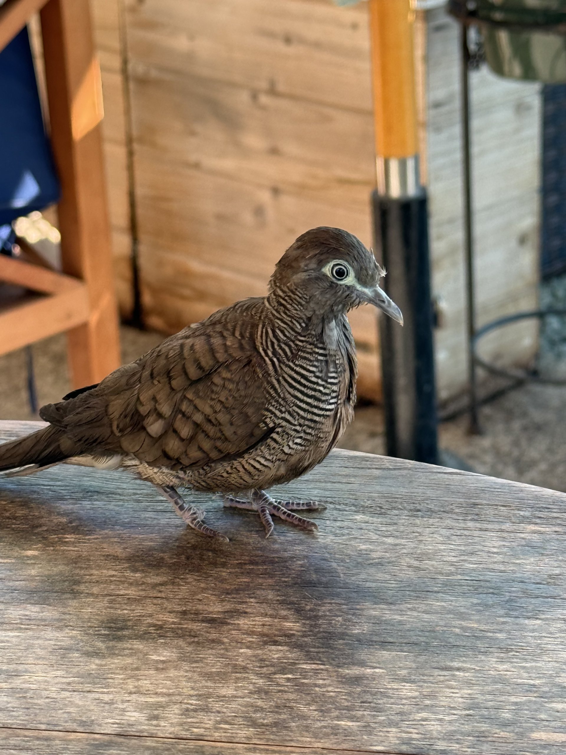 zebra dove