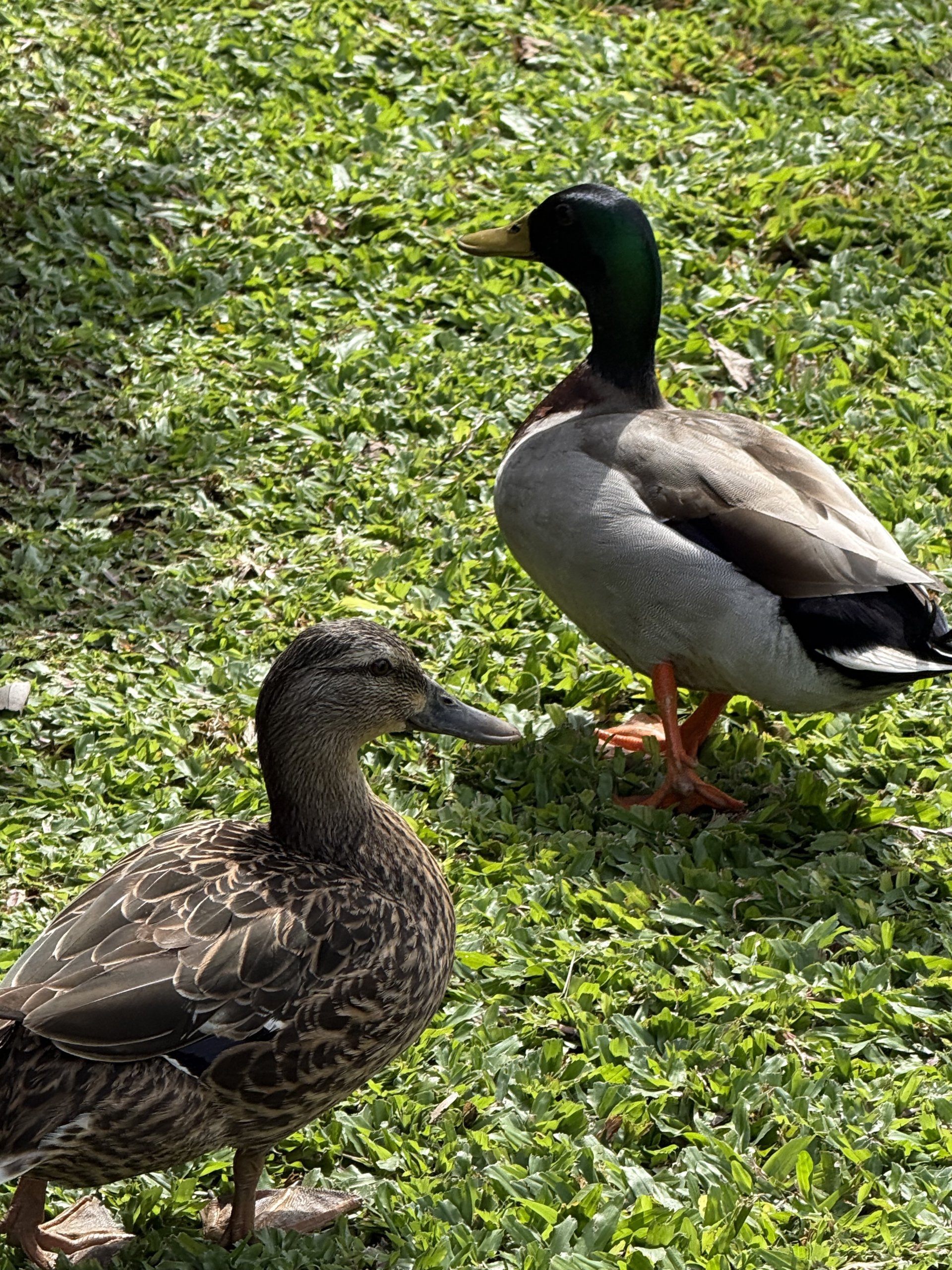 Mallard ducks in hawaii