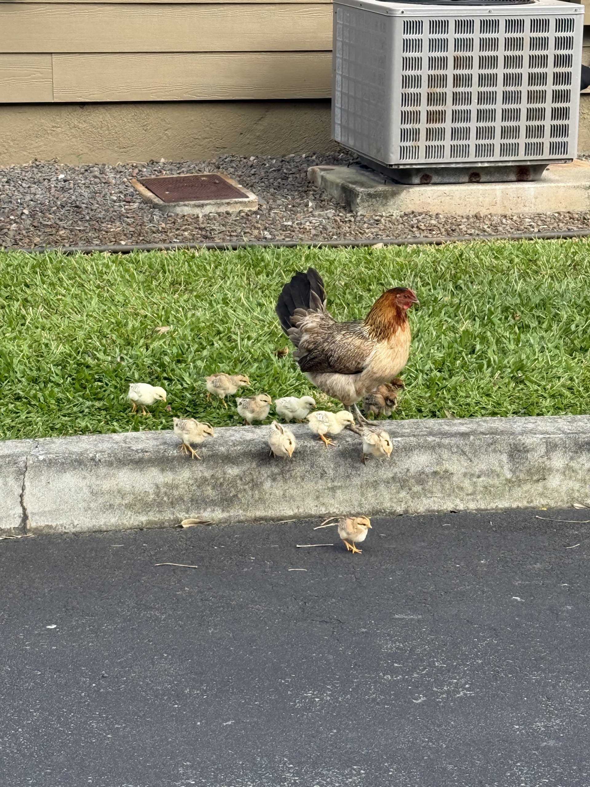 feral chickens in Hawaii