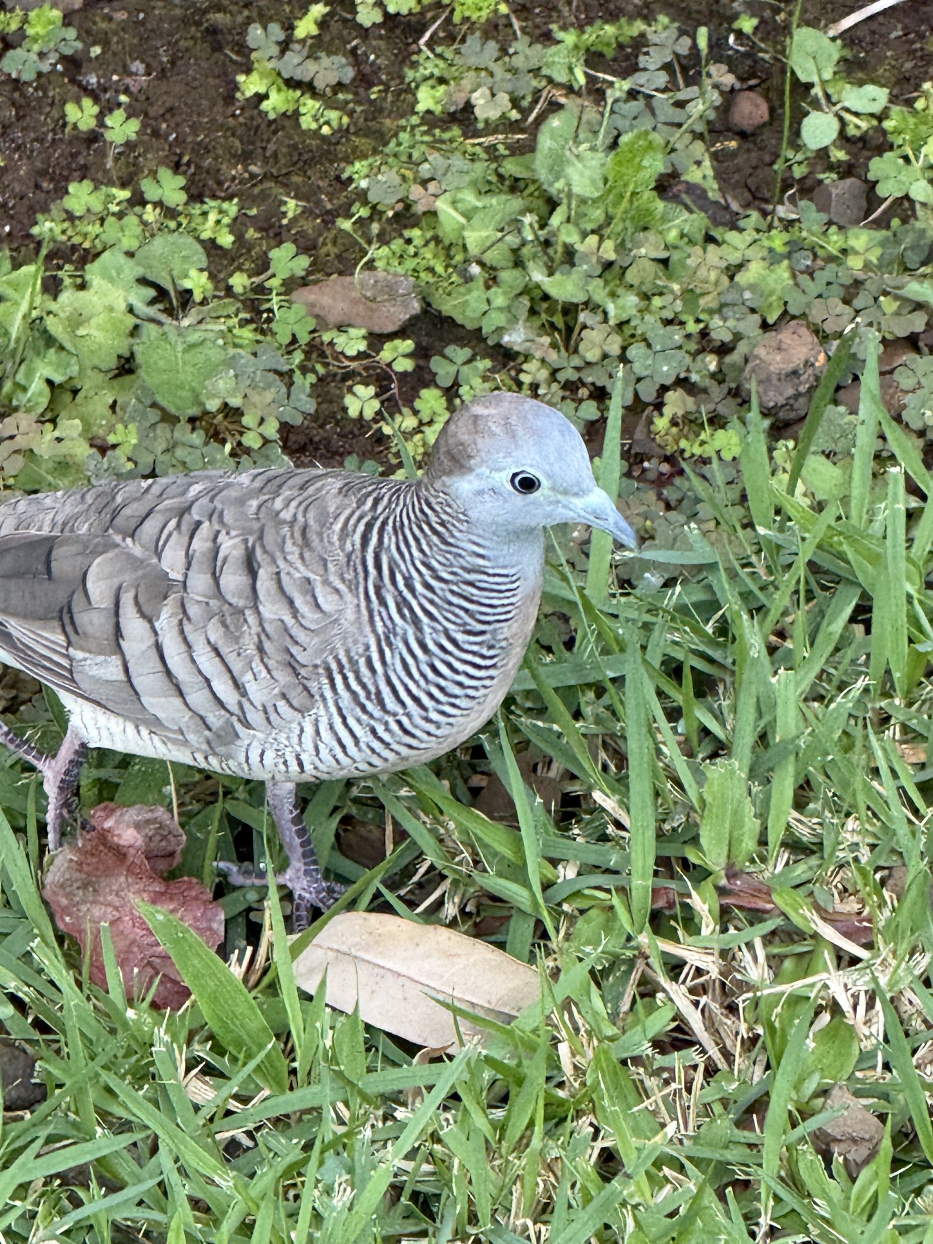 zebra dove bird watching on oahu