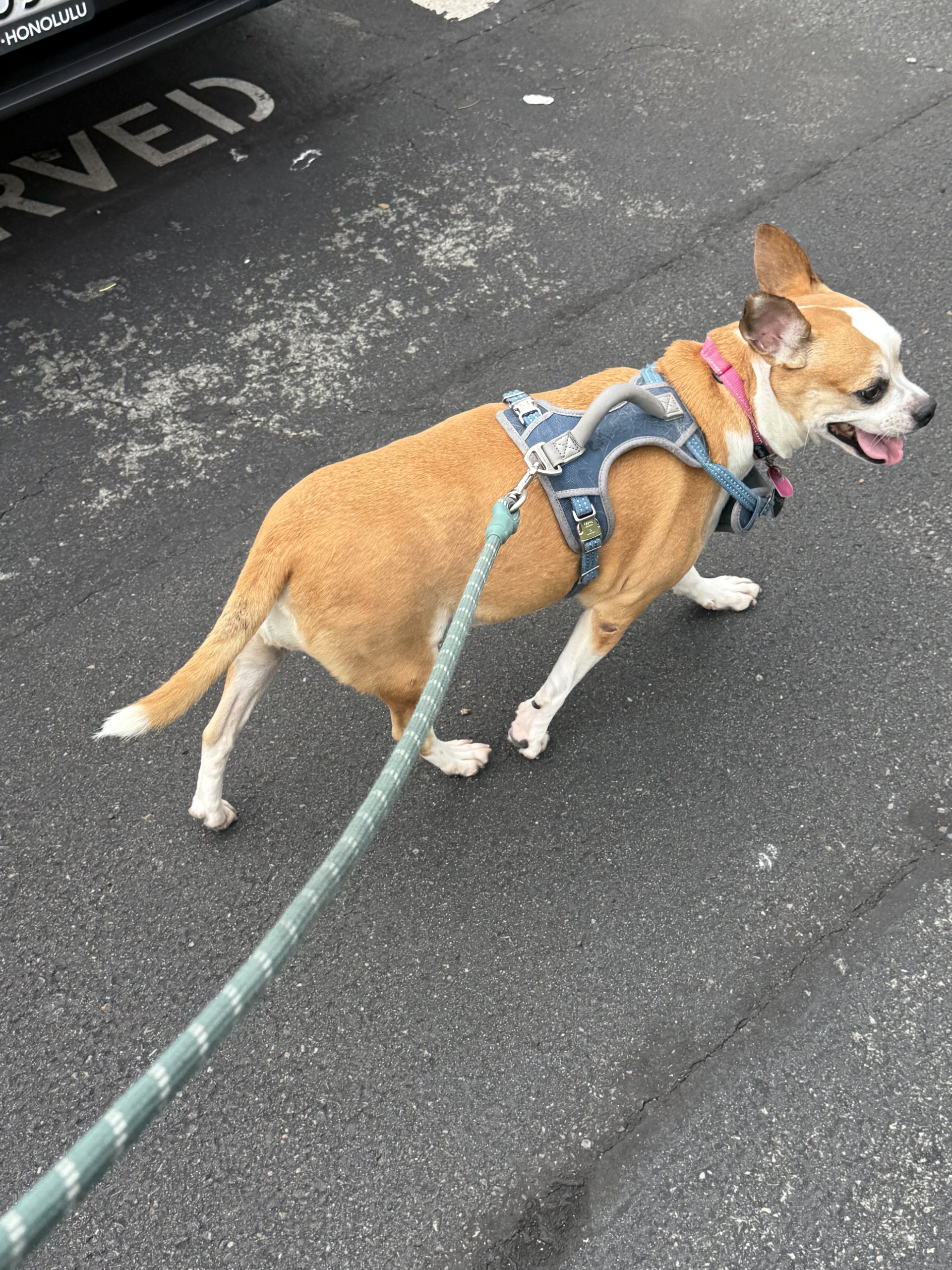 dog walks in hawaii kai oahu