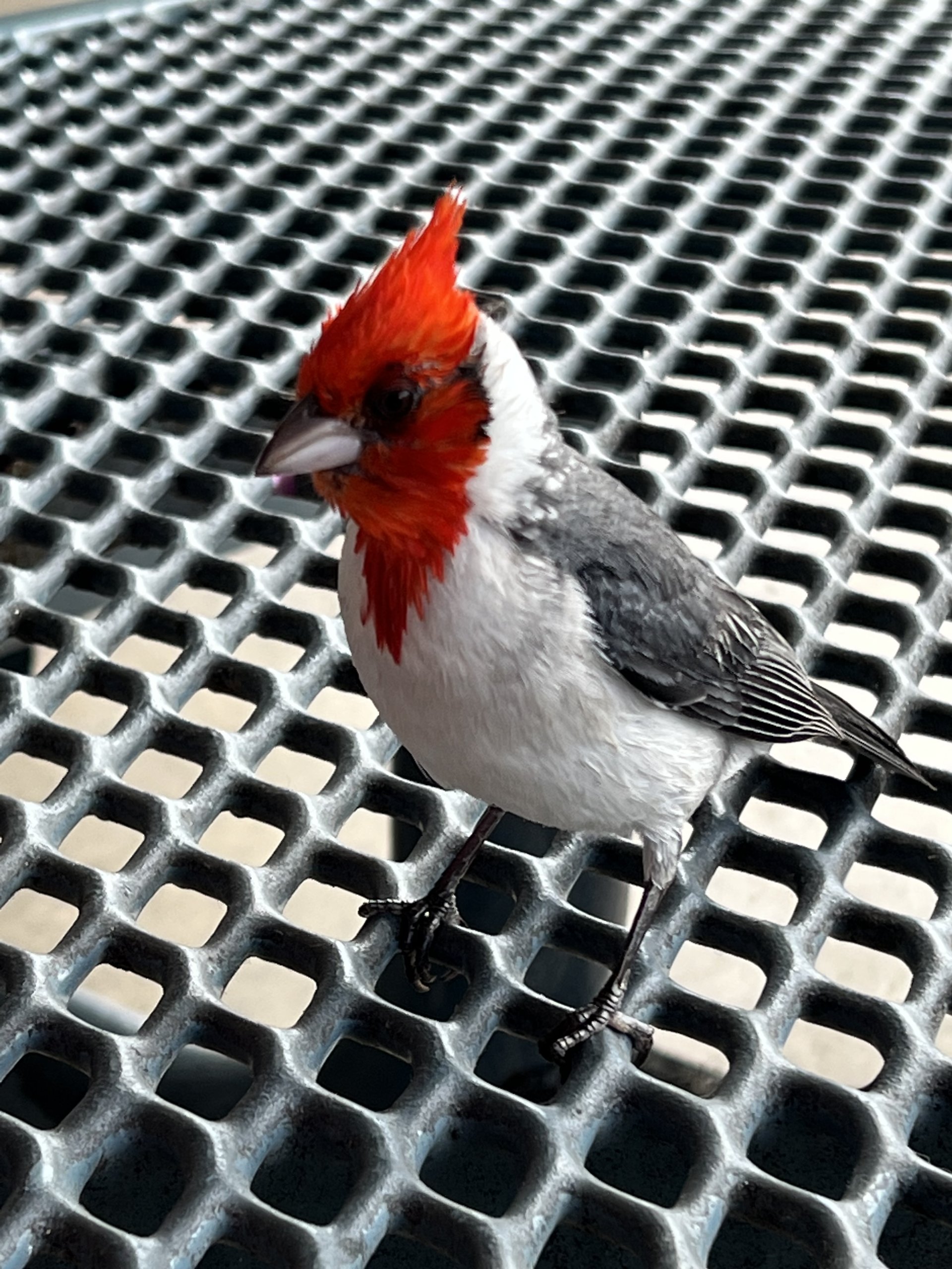 Red crested cardinal in east oahu