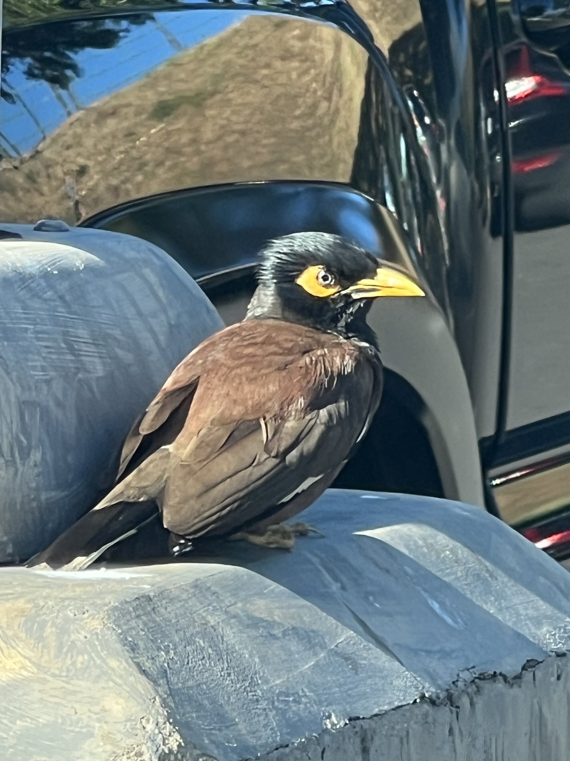 Myna bird watching in Hawaii Kai Oahu