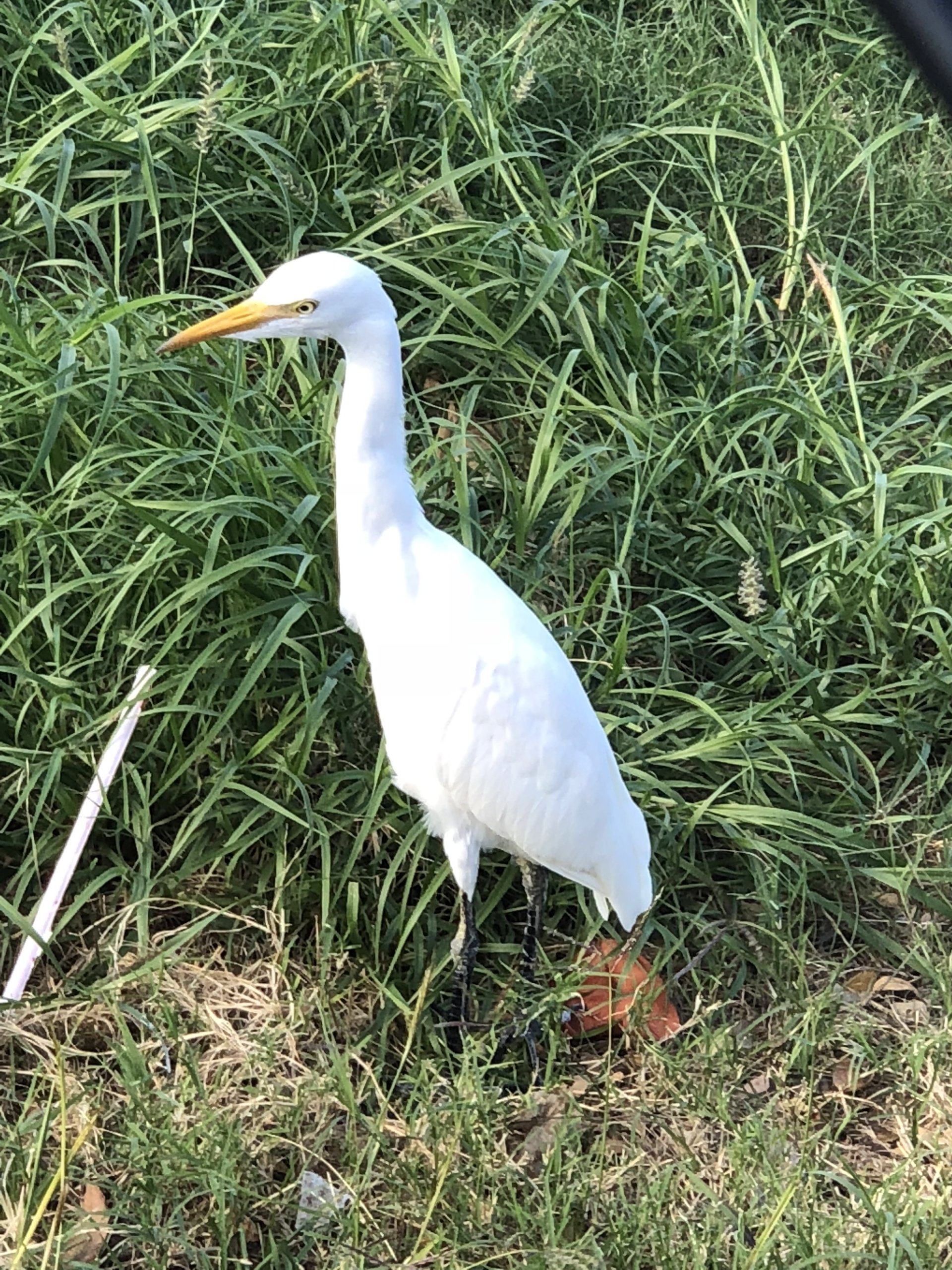 cattle egret bird