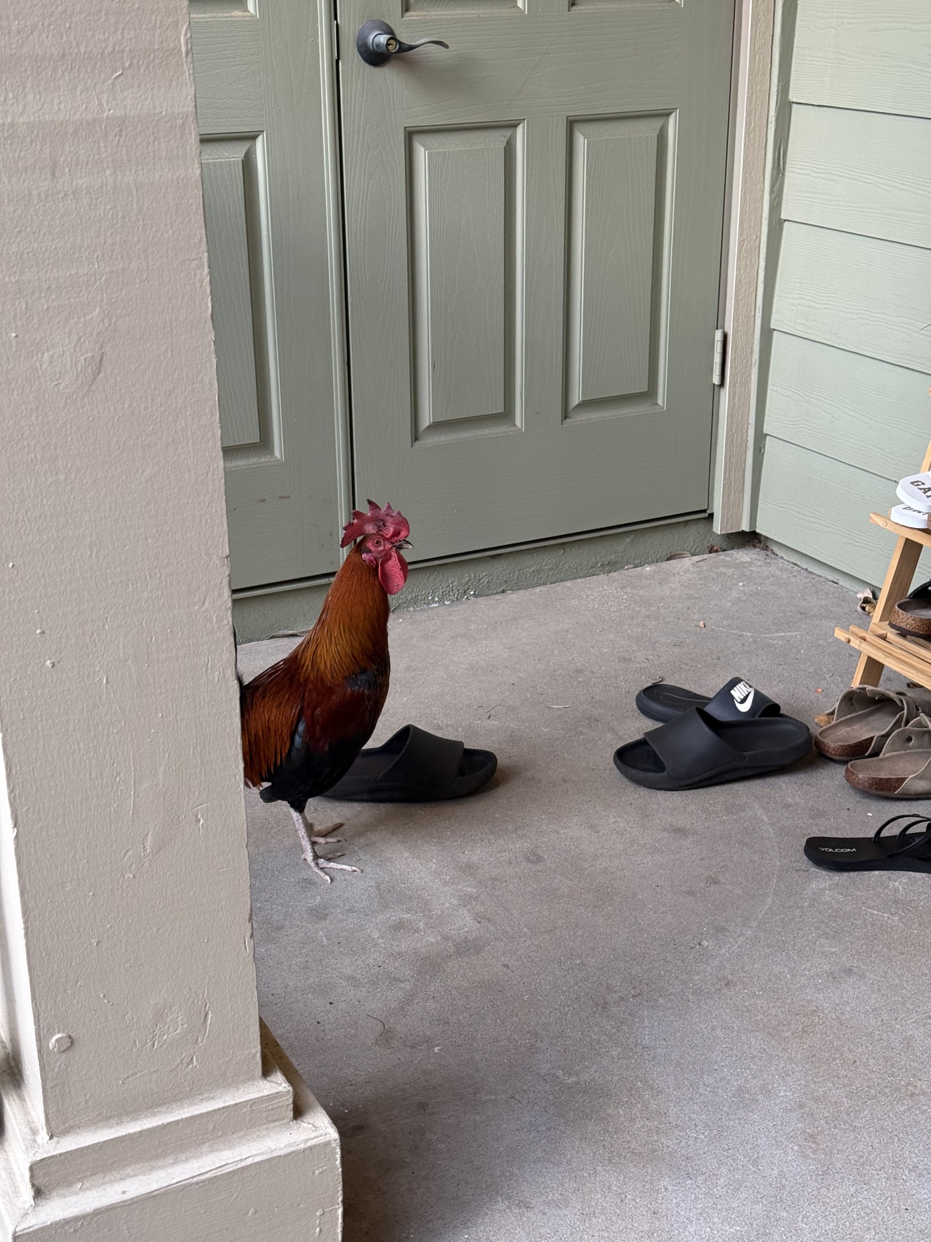 rooster on front porch