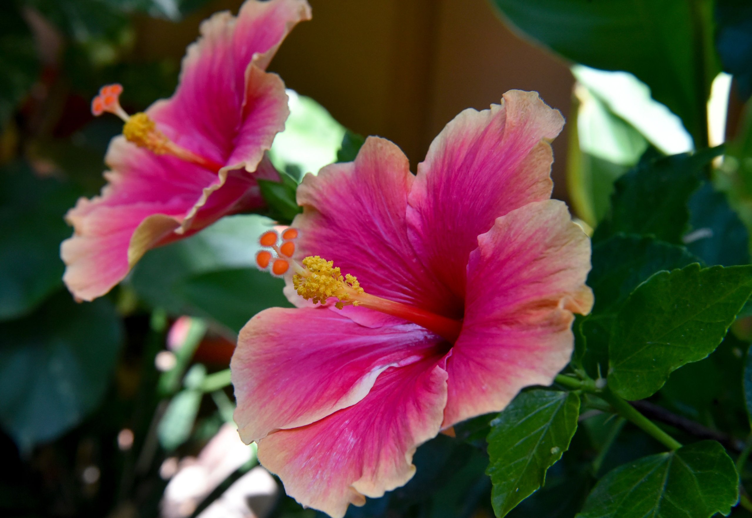 hibiscus flowers