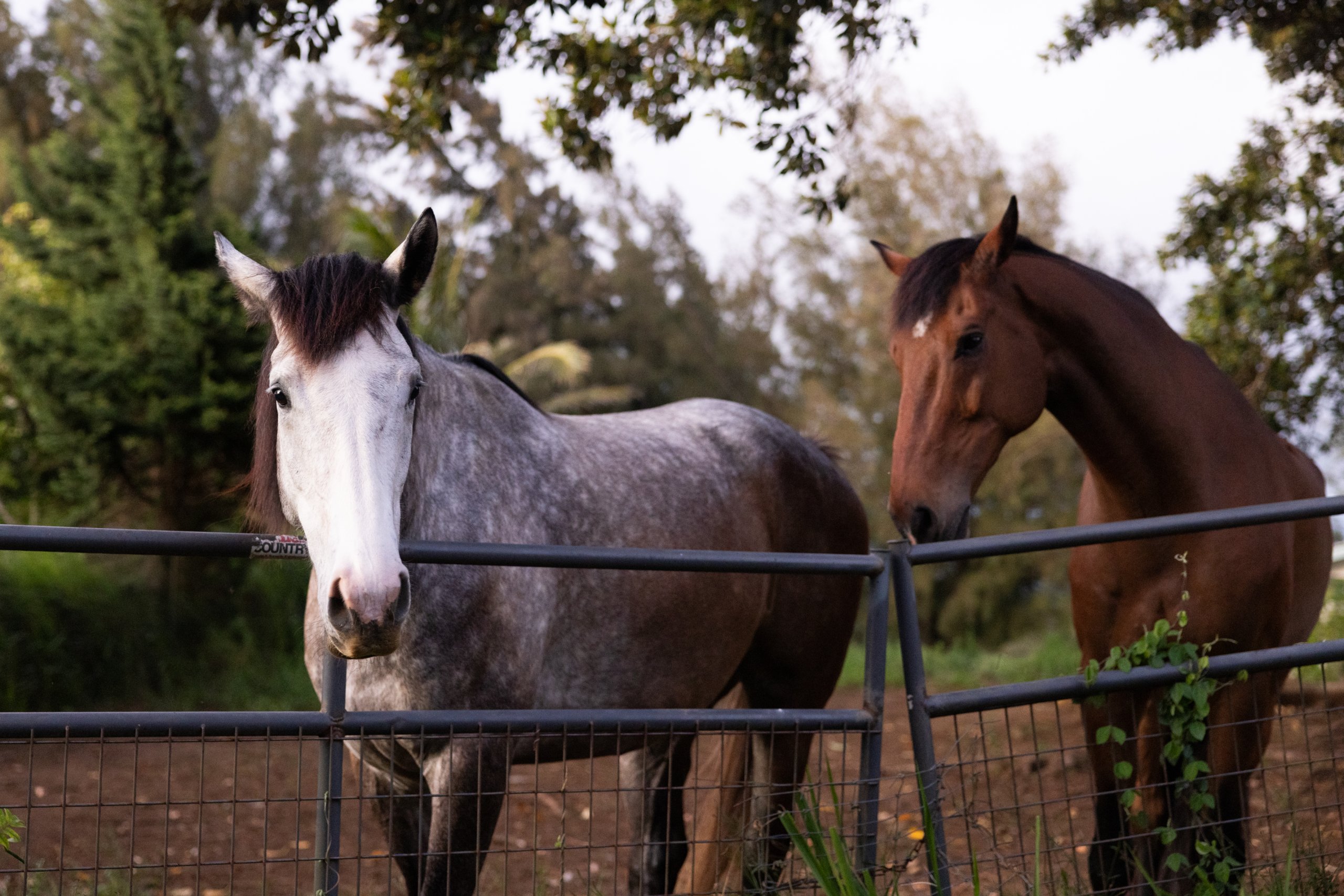Horses in Maliu Ridge community