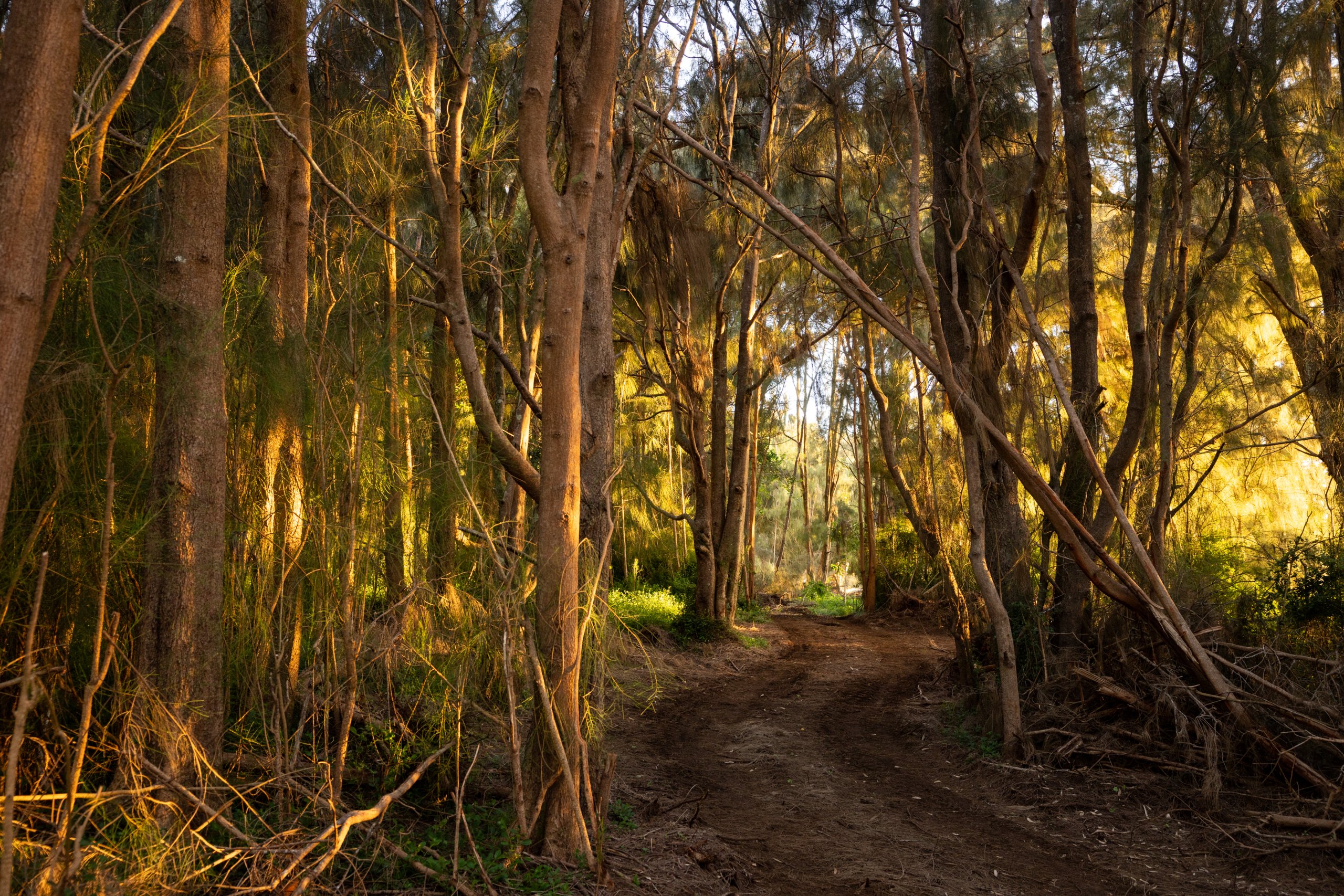 Dirt road through the forest in Hawaii