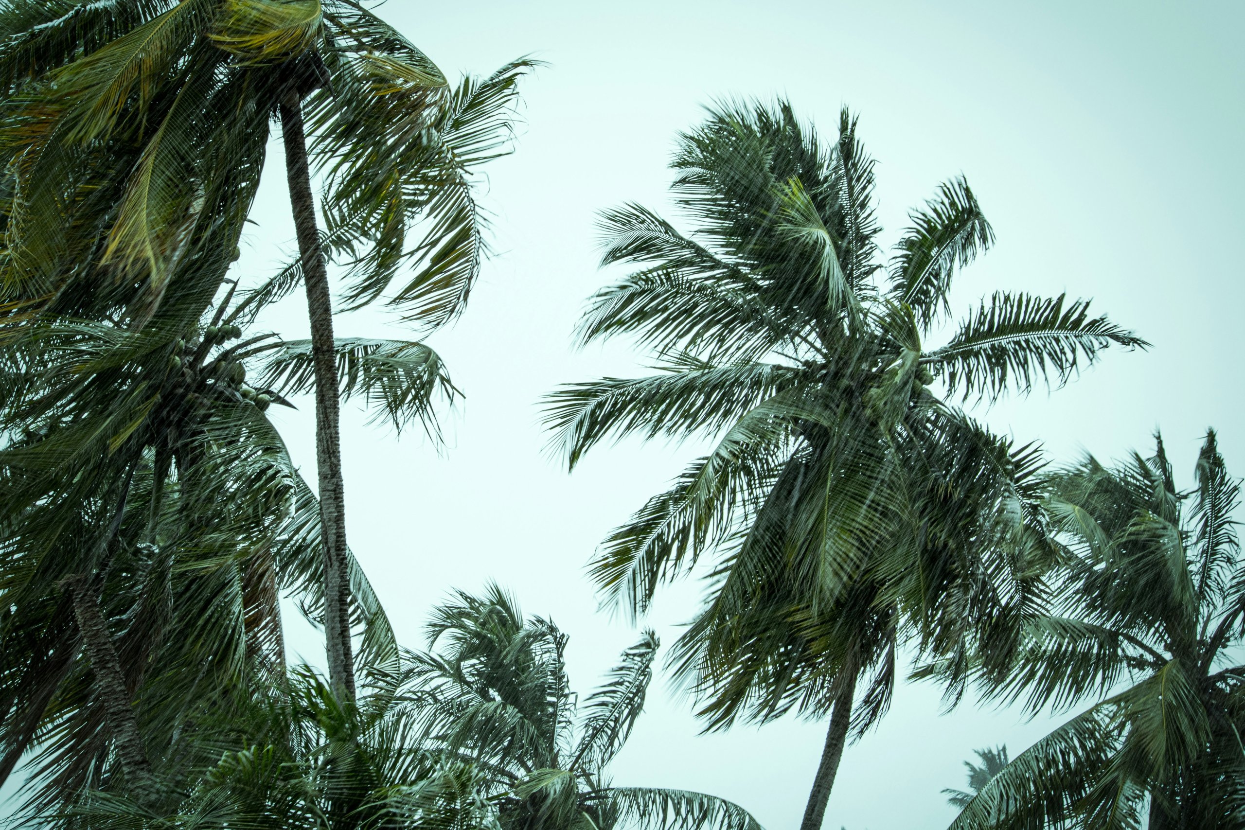 rain in palm trees during oahu storm