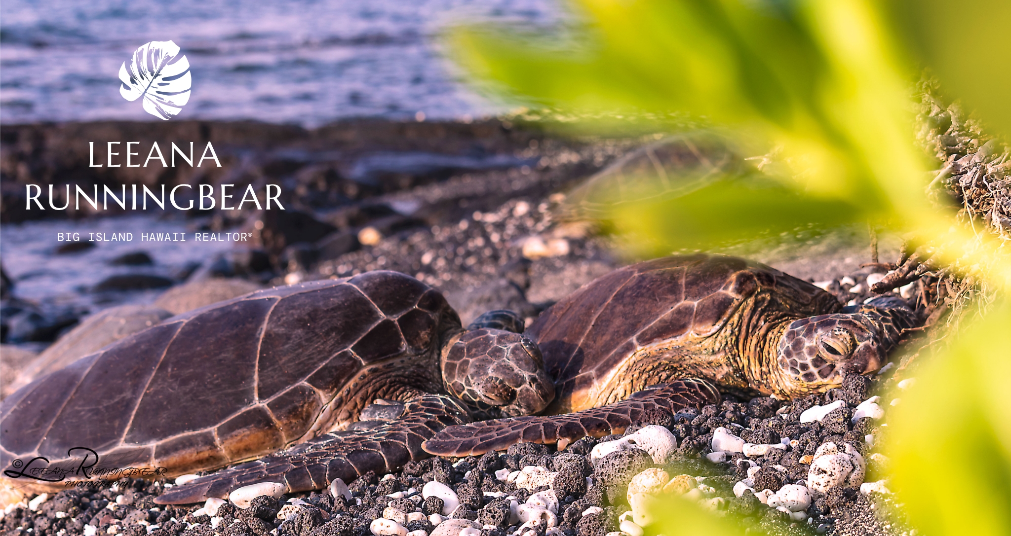 Watching sea turtles in Hawaii