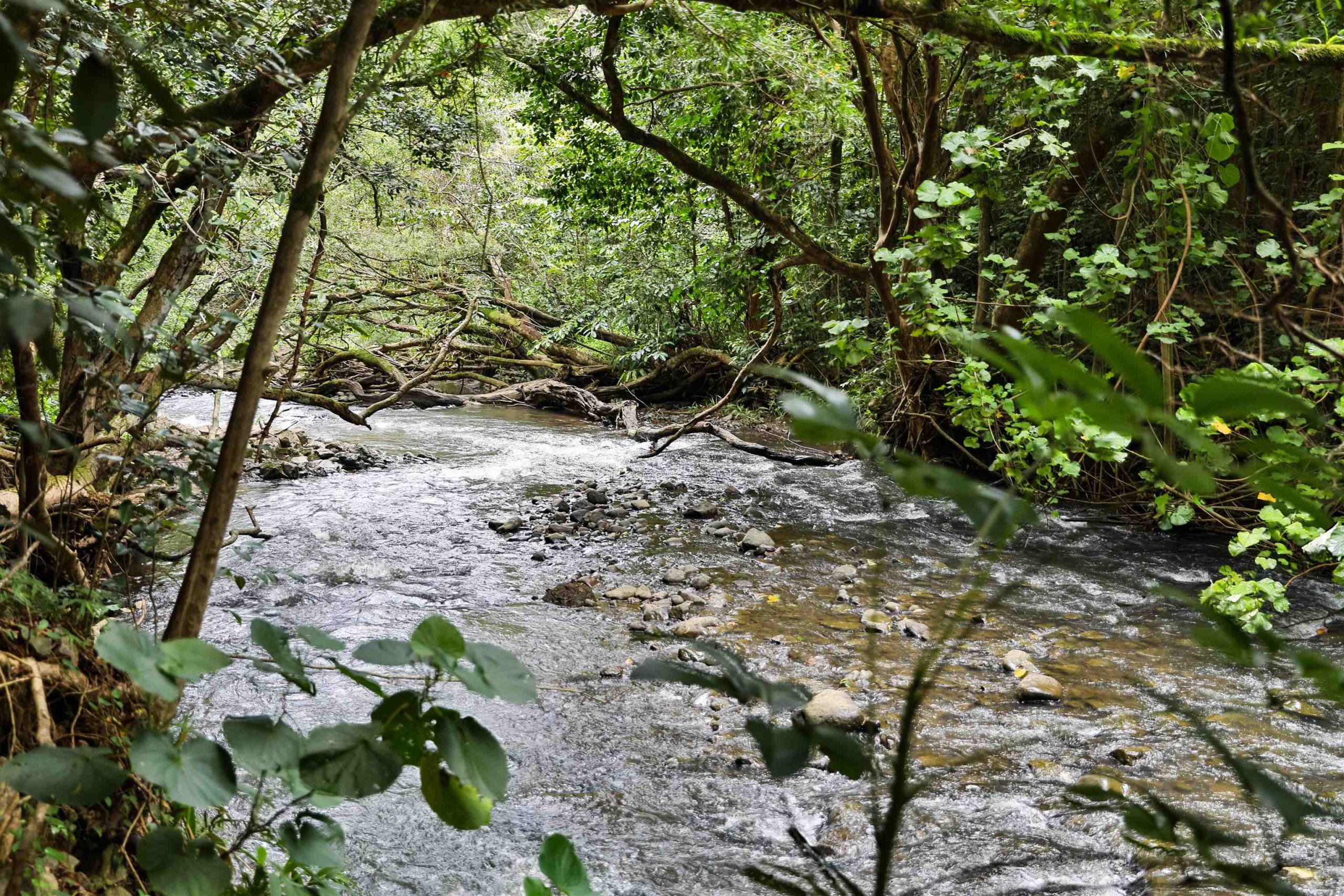 Land in Haiku Maui on the river