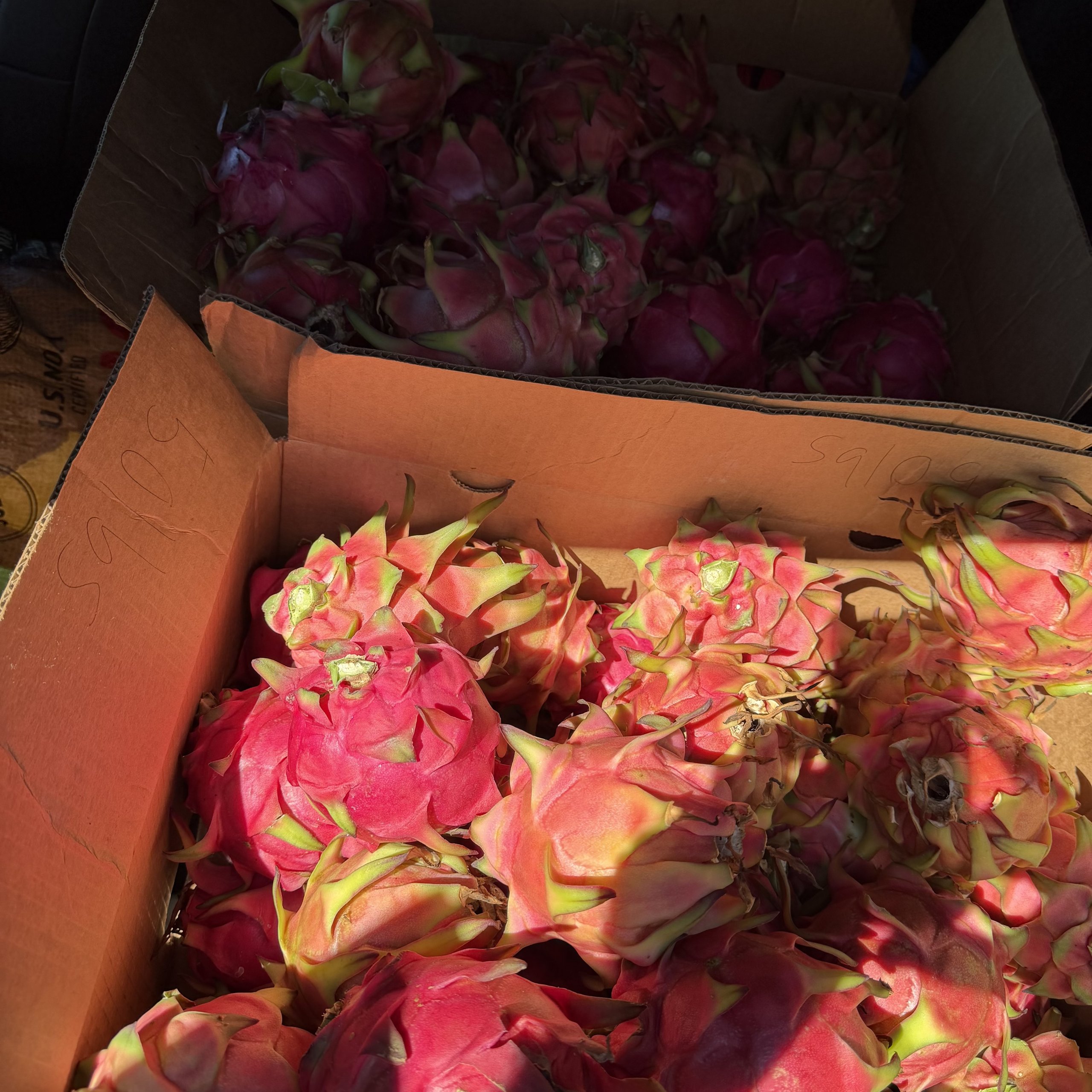 Box of dragonfruit from maui farm