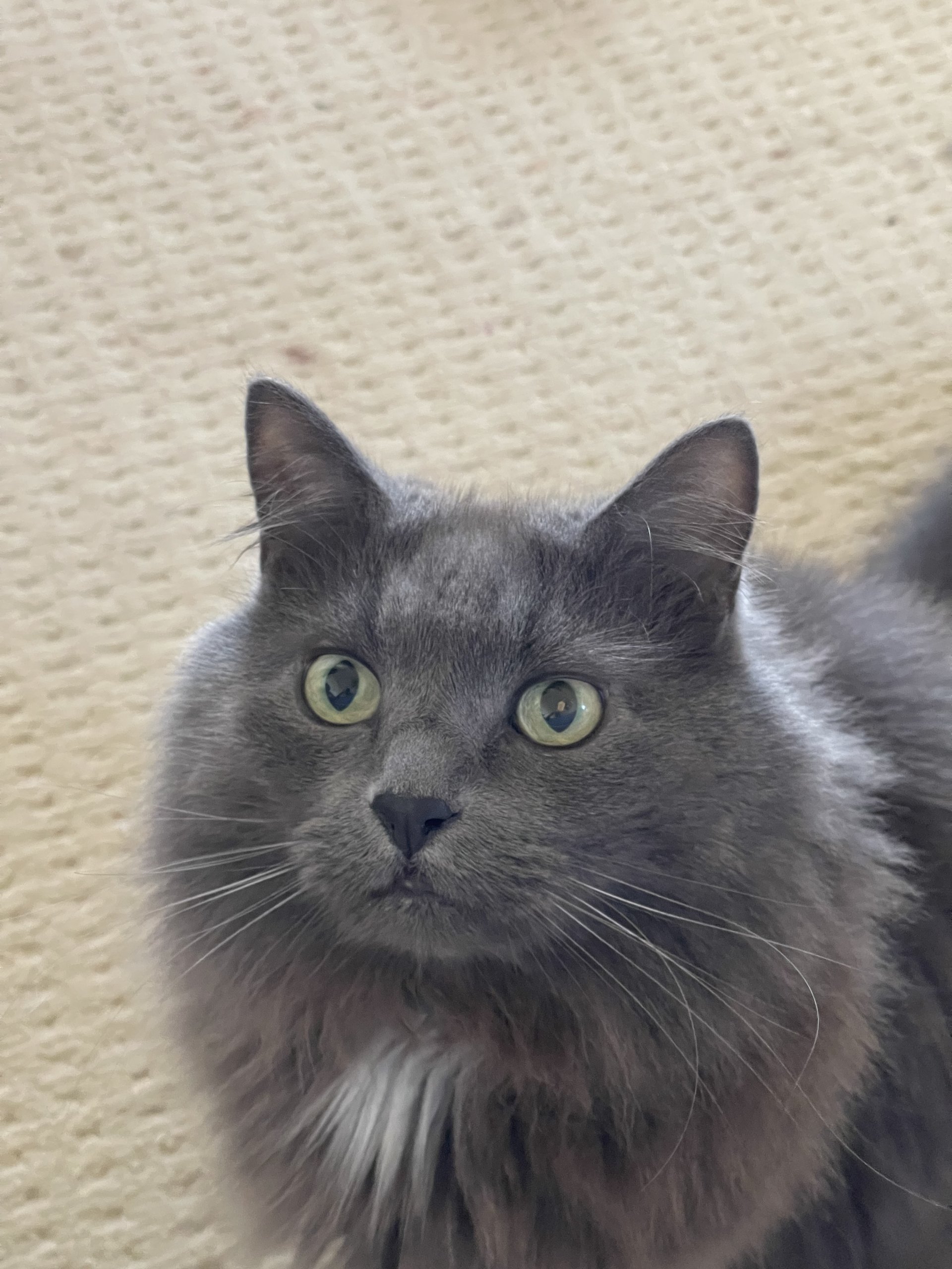 Pets from hawaii animal shelters