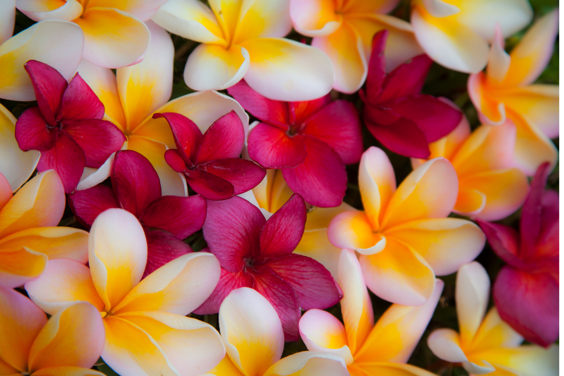 flowerworks festival on maui this fourth of july