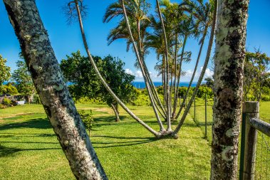 Lush green backyard with ocean view in Hawi