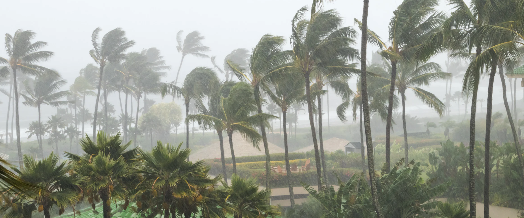 Palm trees swaying in the wind and rain during the hurricane in Hawaii