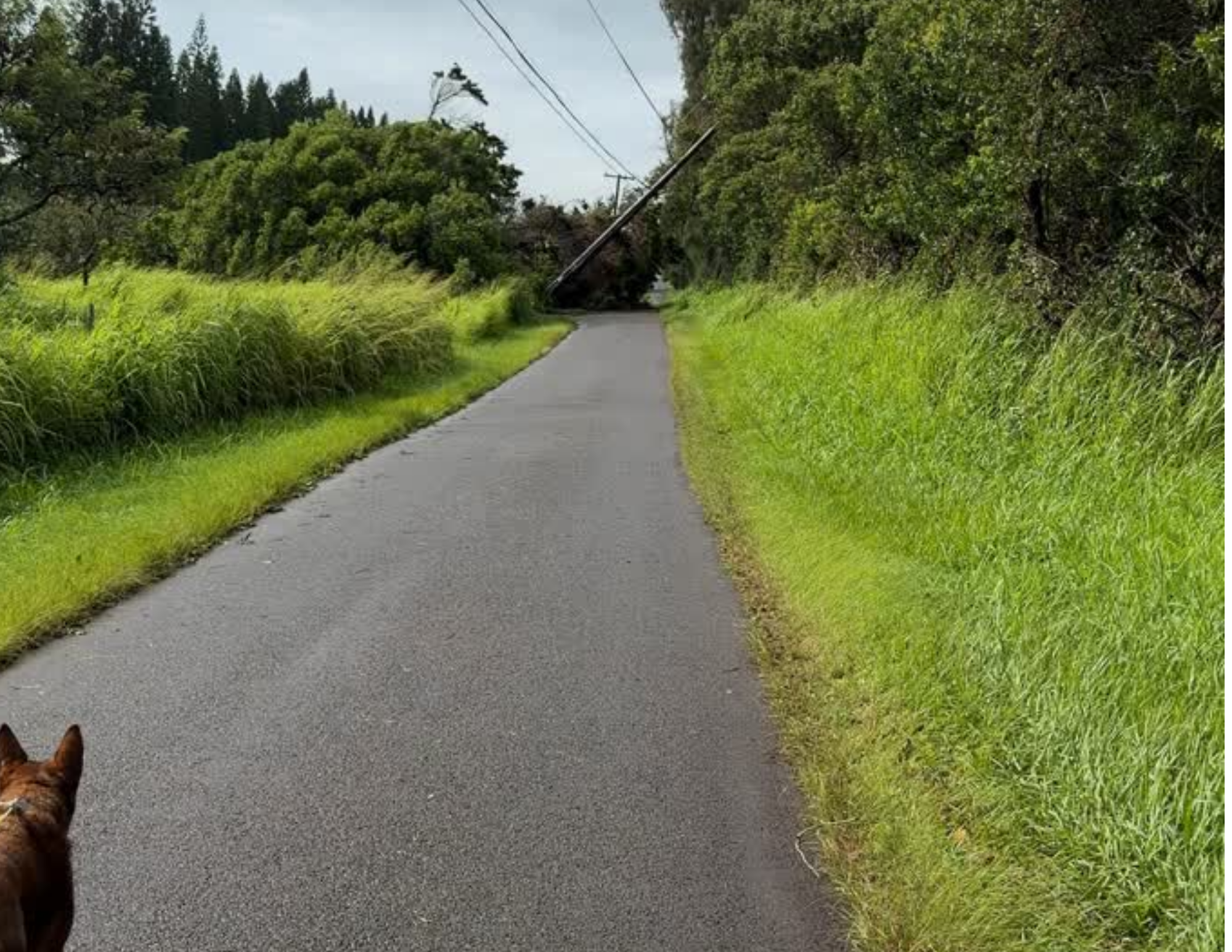 Downed power lines on Hawaii island after the tropical storm