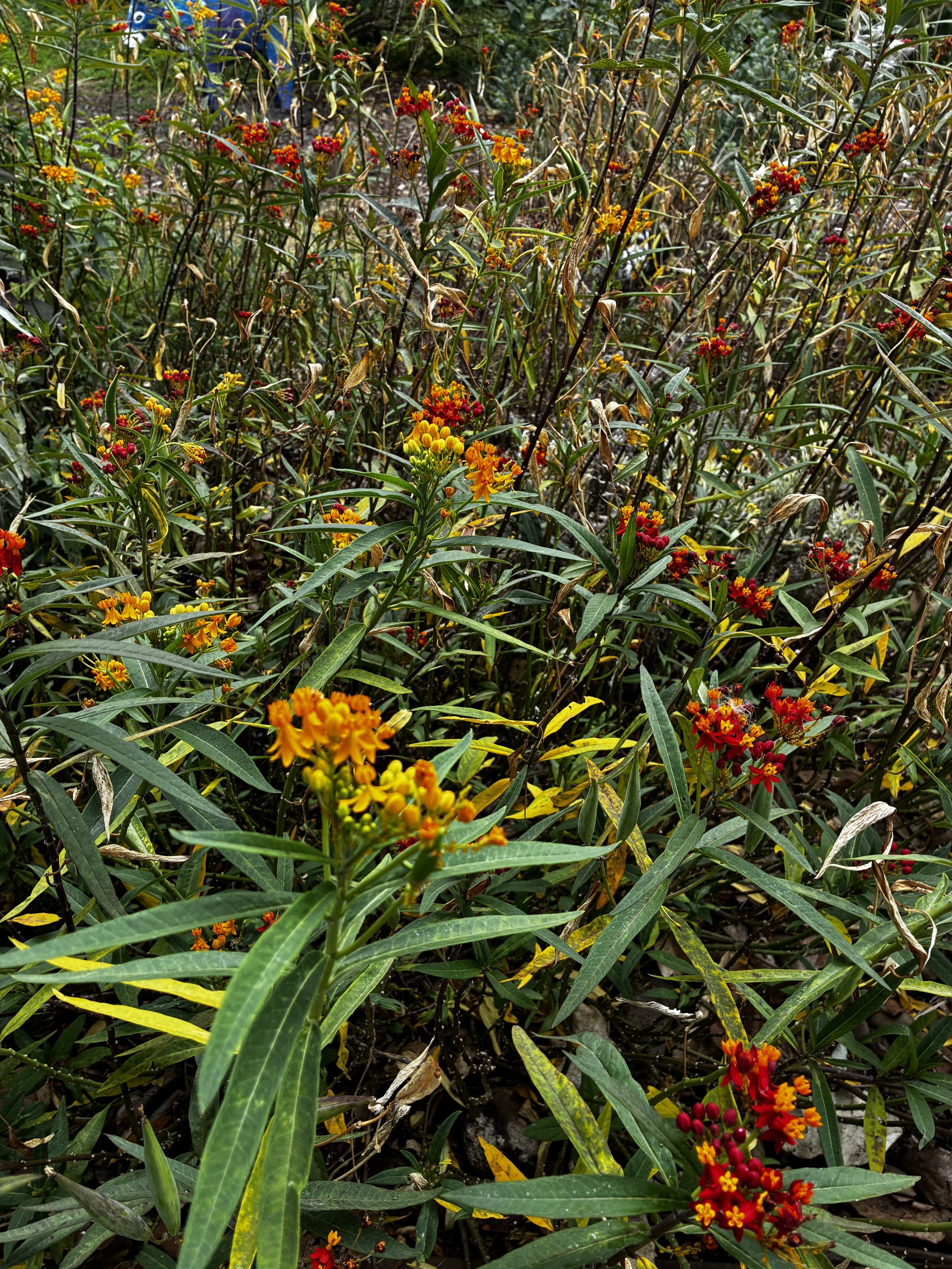Hawai'i Milkweed