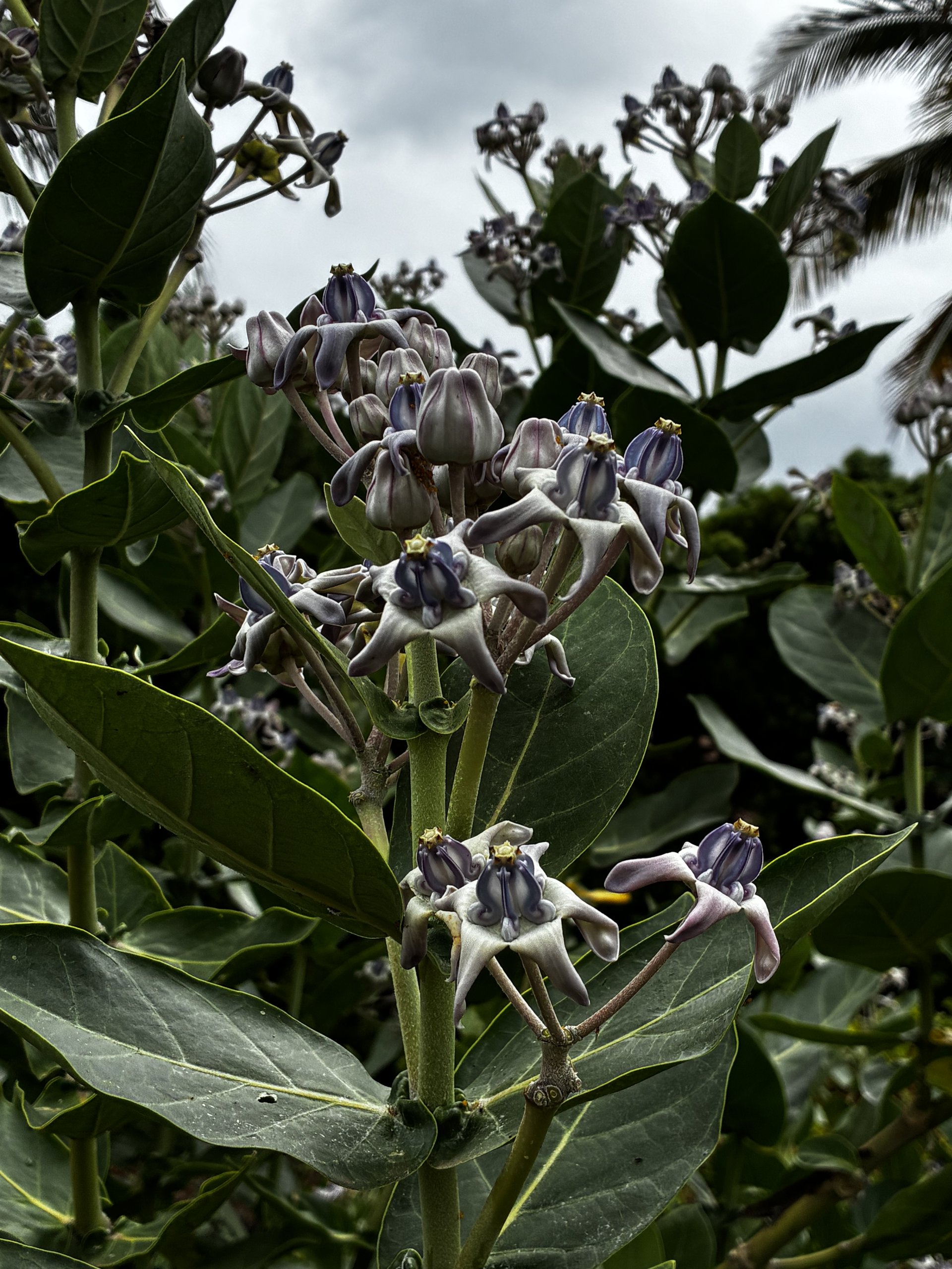 Close up of crown flower in hawaii