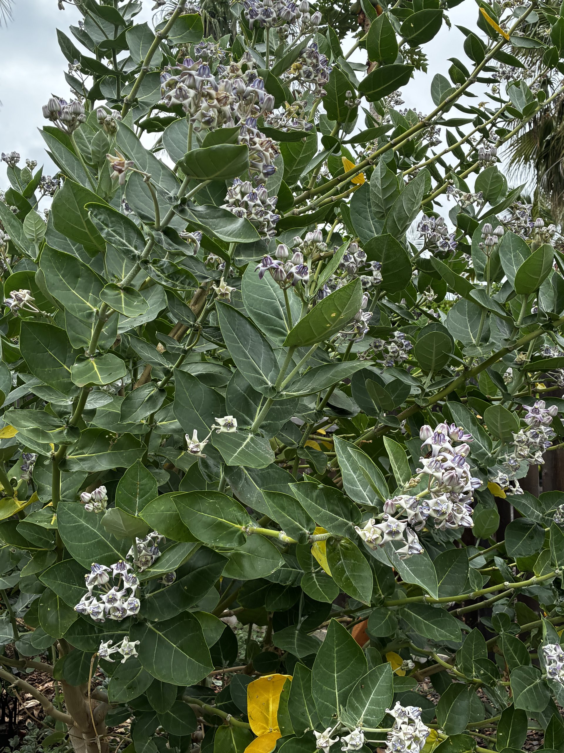 crown flower in hawaii