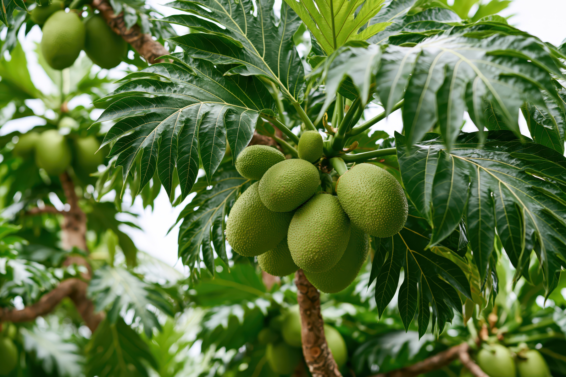 Breadfruit festival on Maui