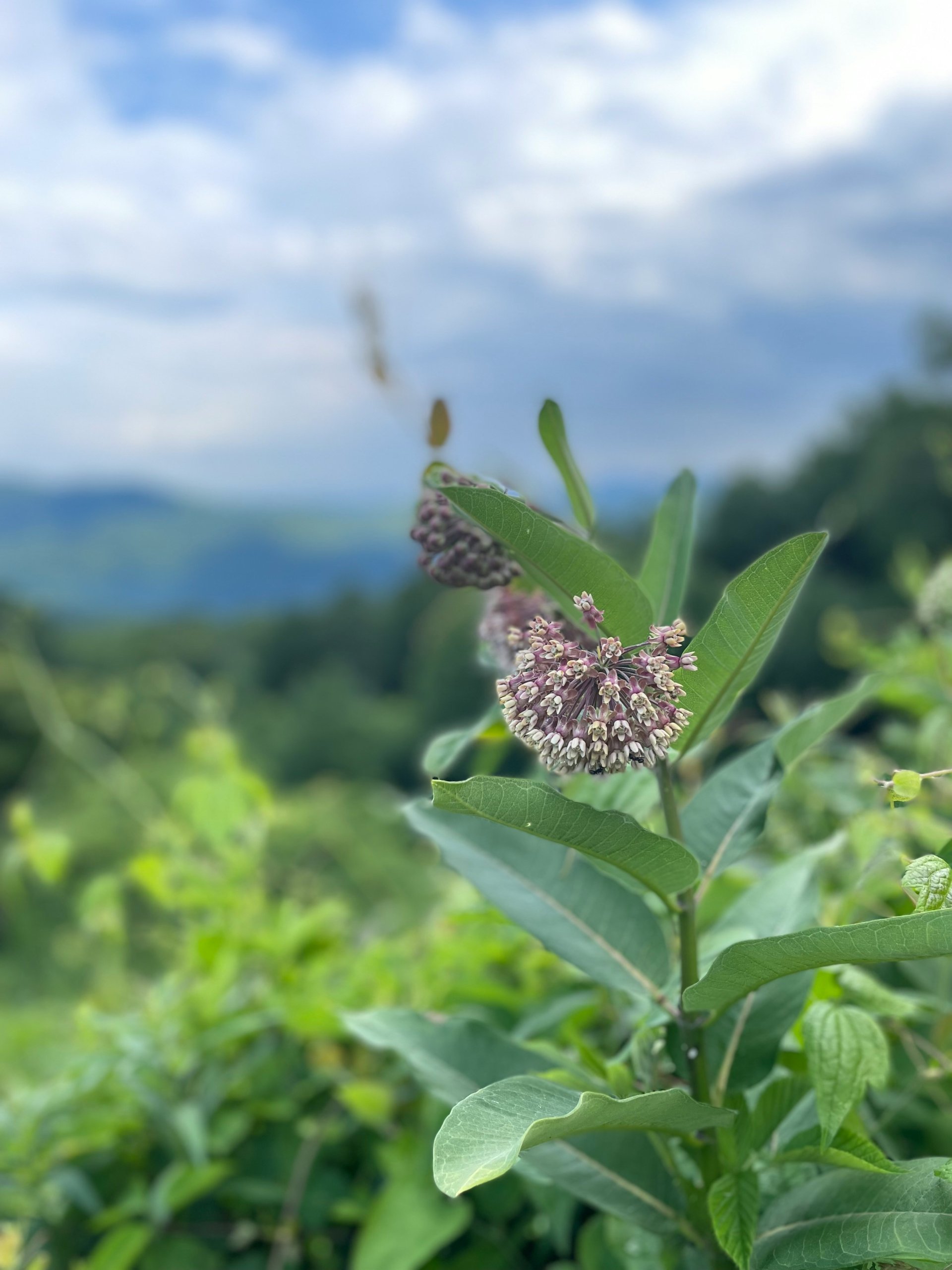 milkweed flower in maine