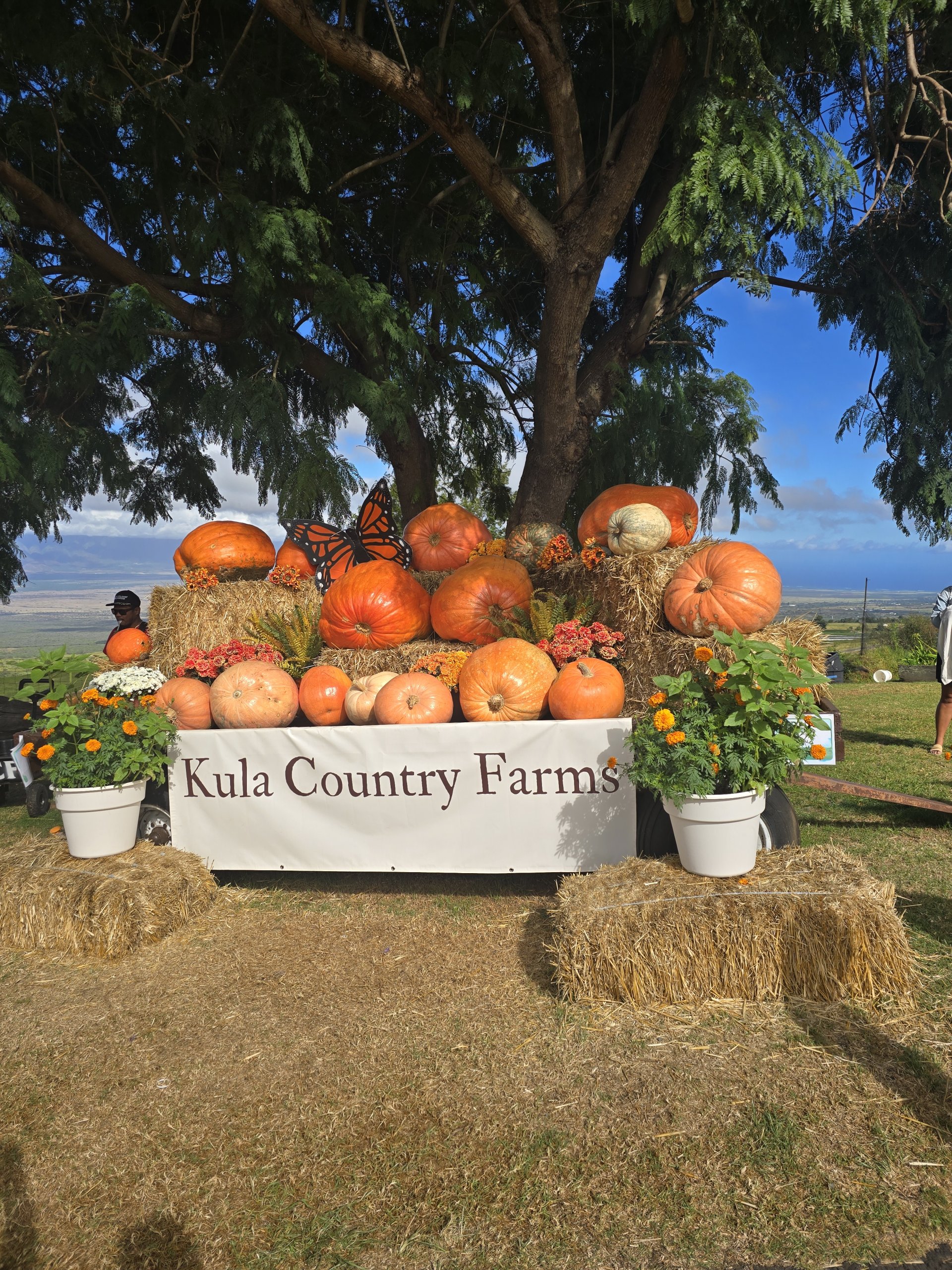 Kula Maui pumpkin patch