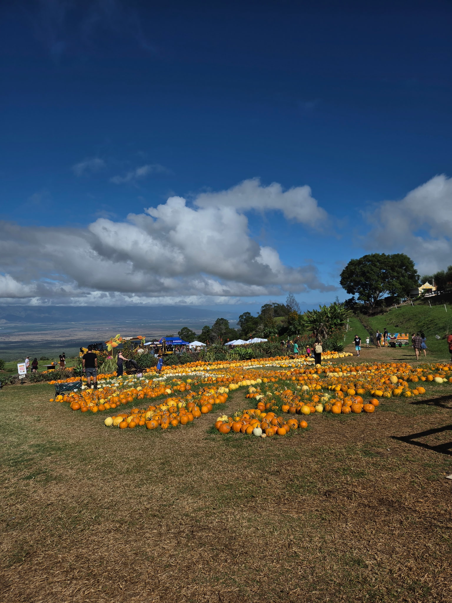 pumpkin patch on maui